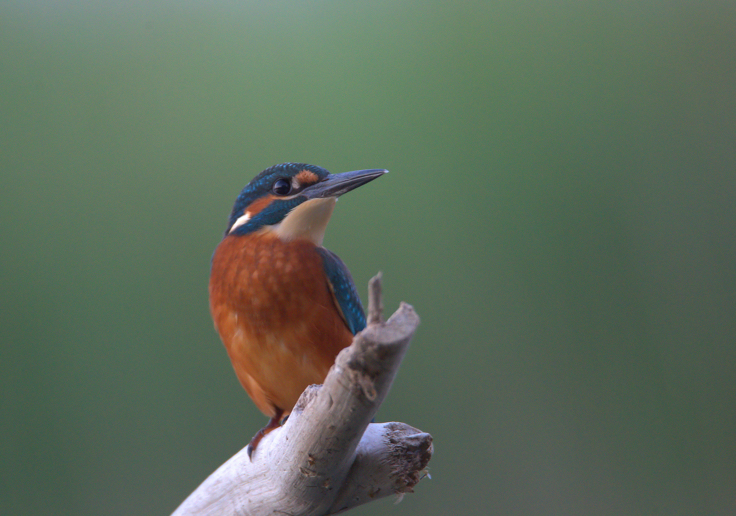 Kingfisher