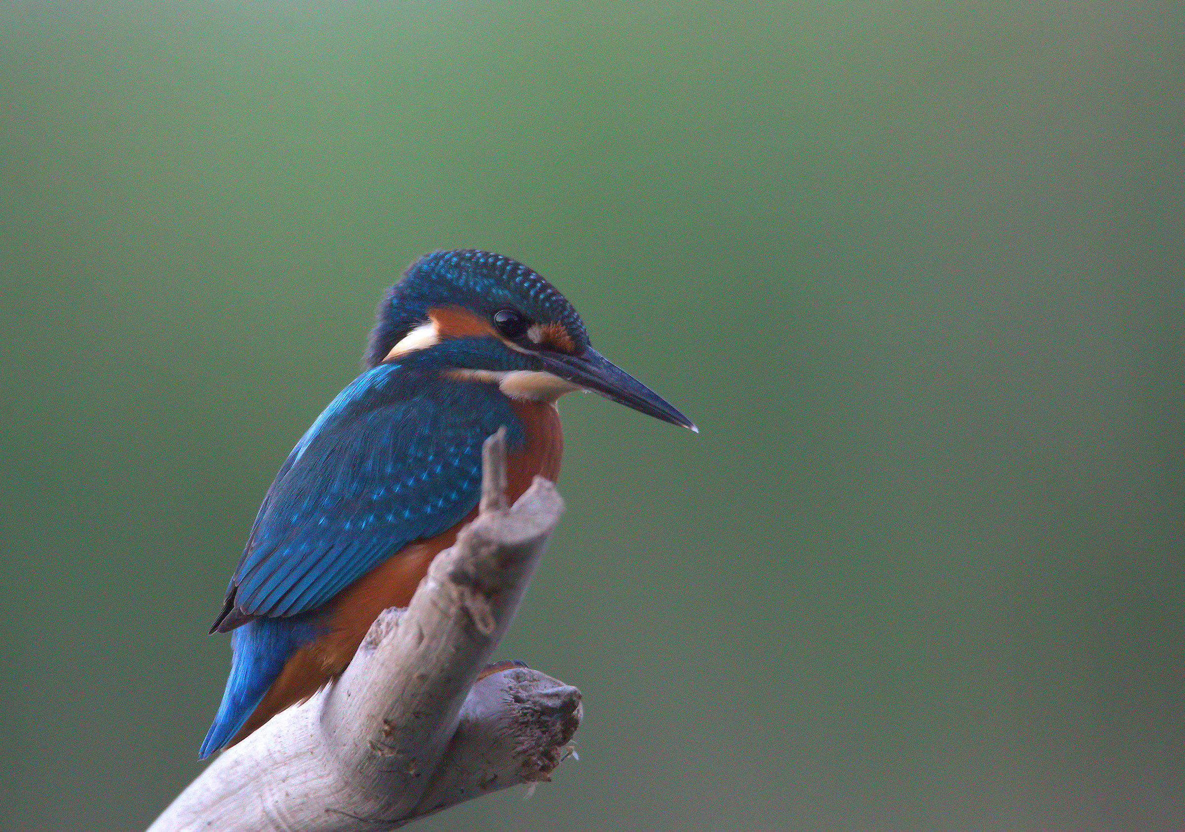 Kingfisher