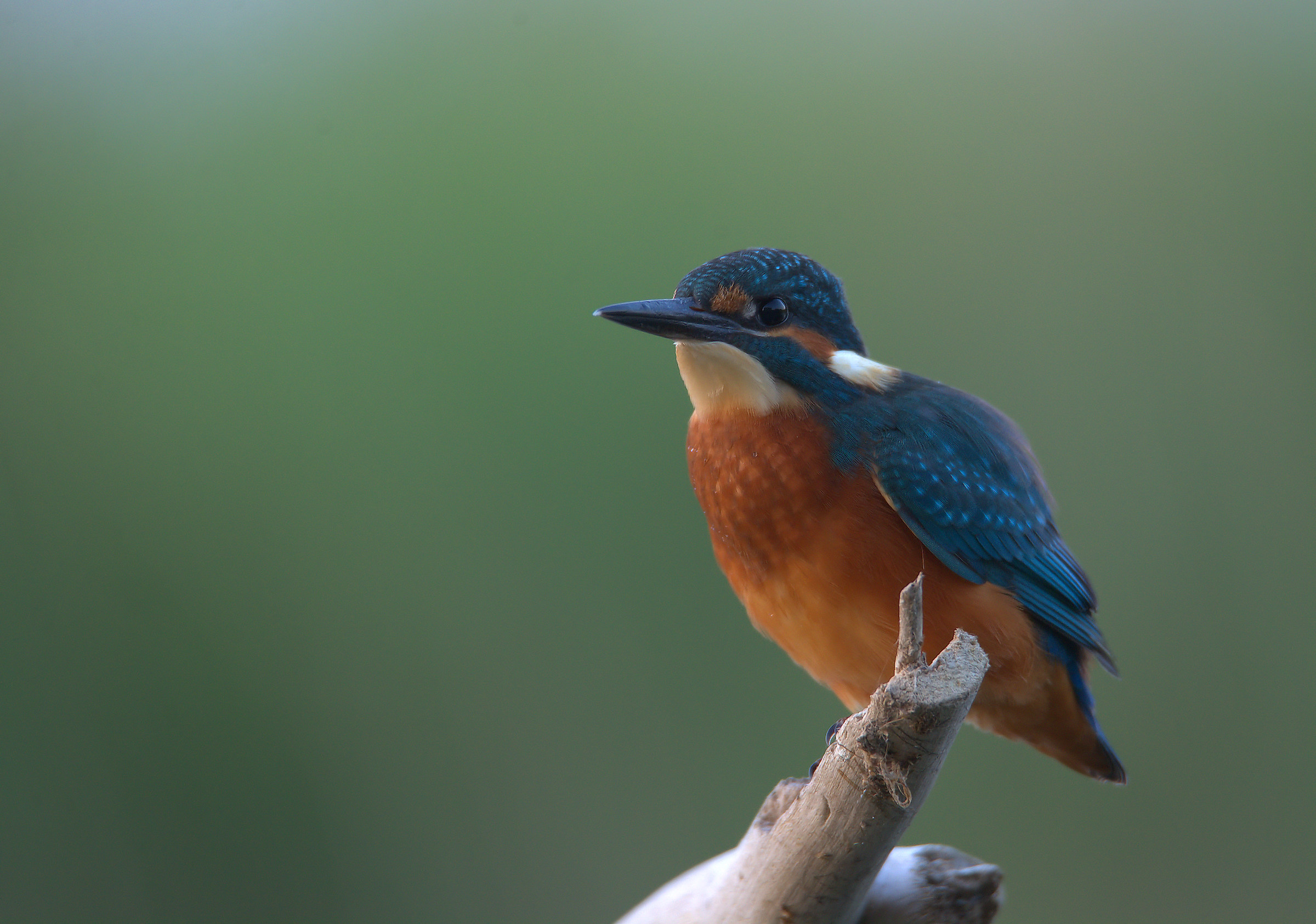 Kingfisher