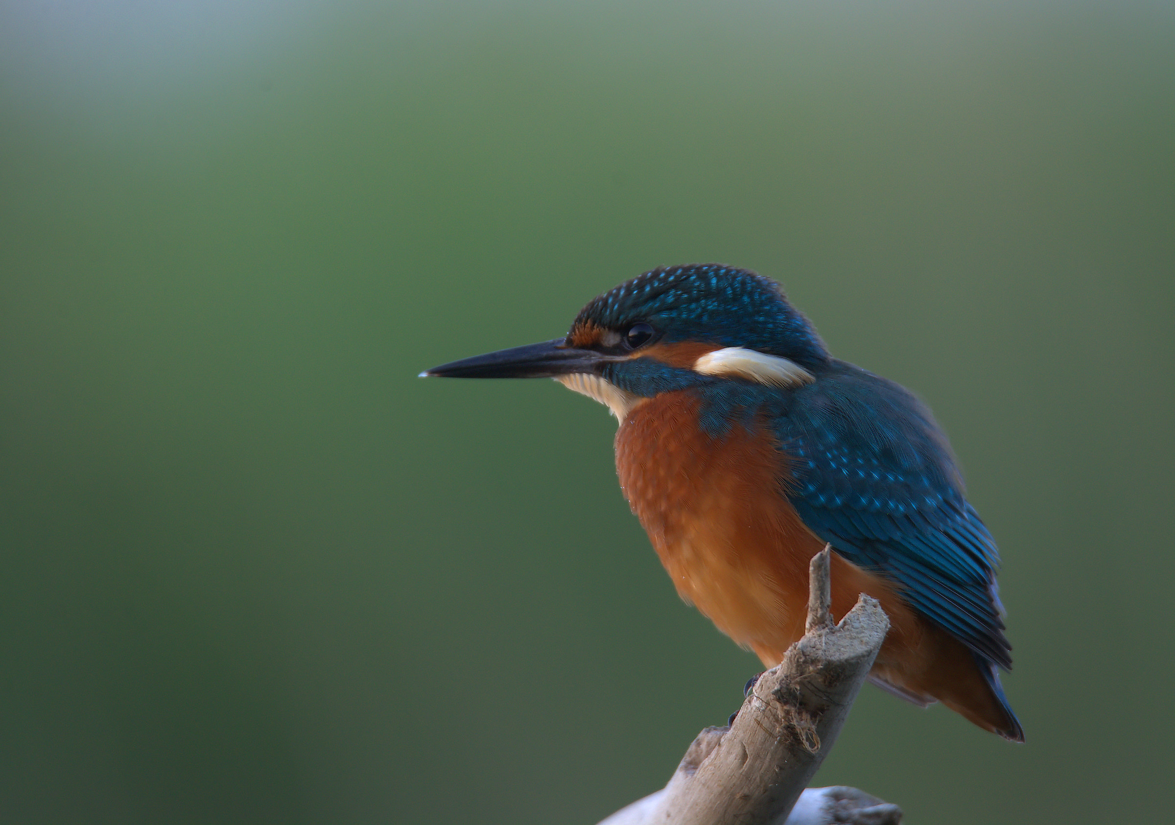 Kingfisher