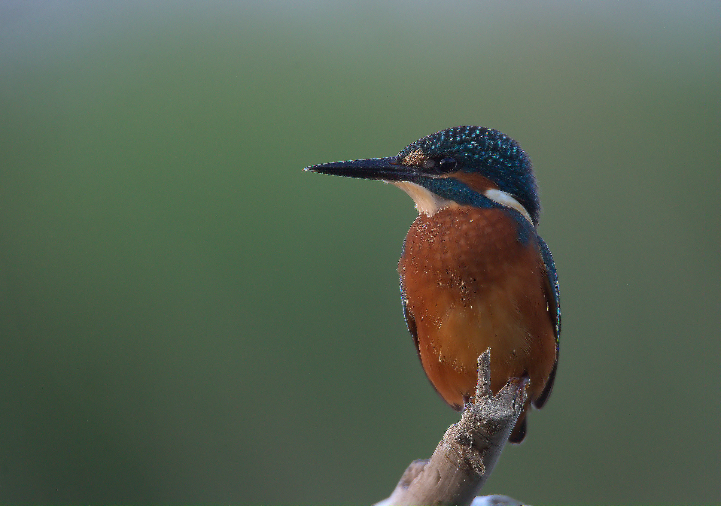Kingfisher