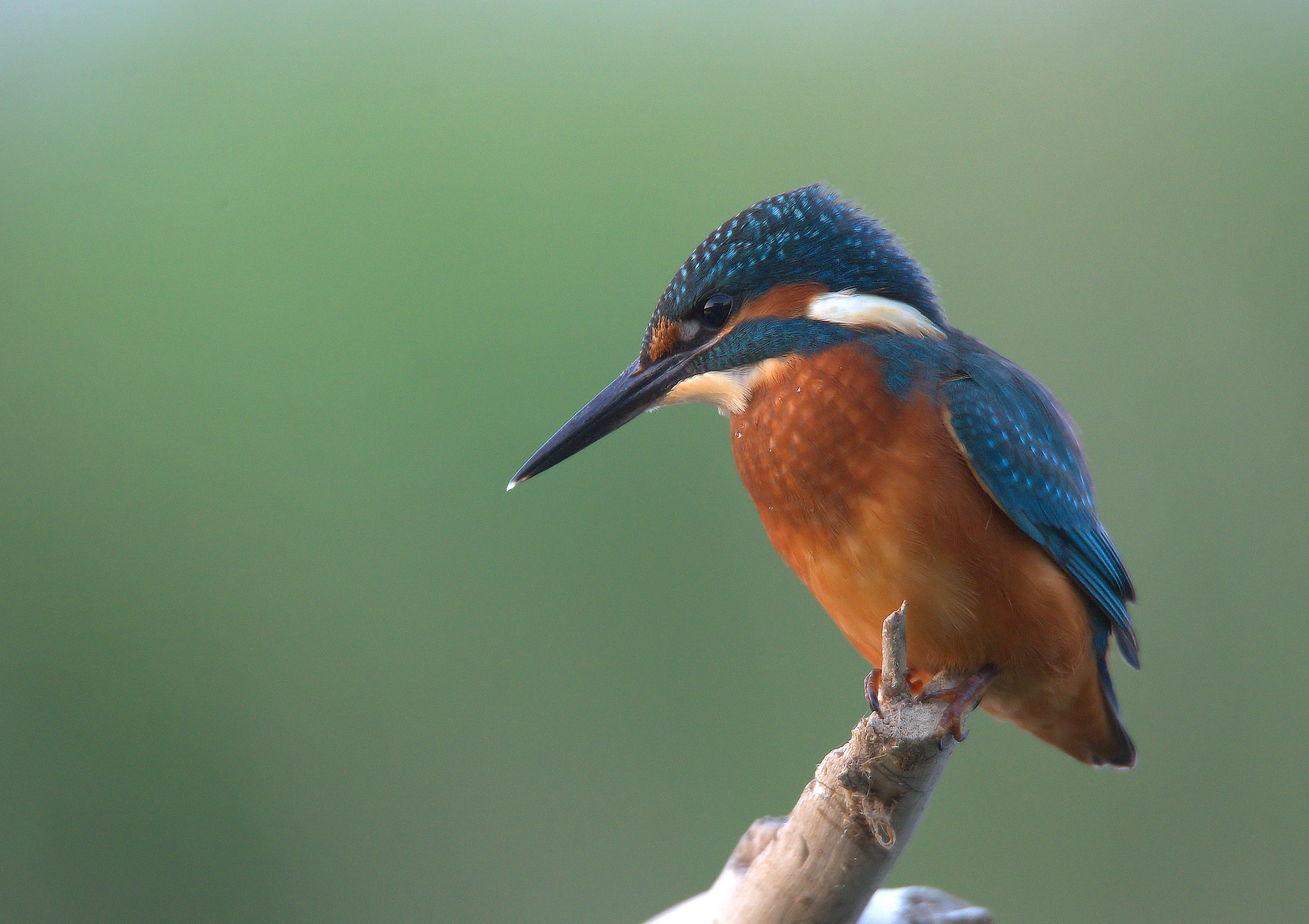 Kingfisher