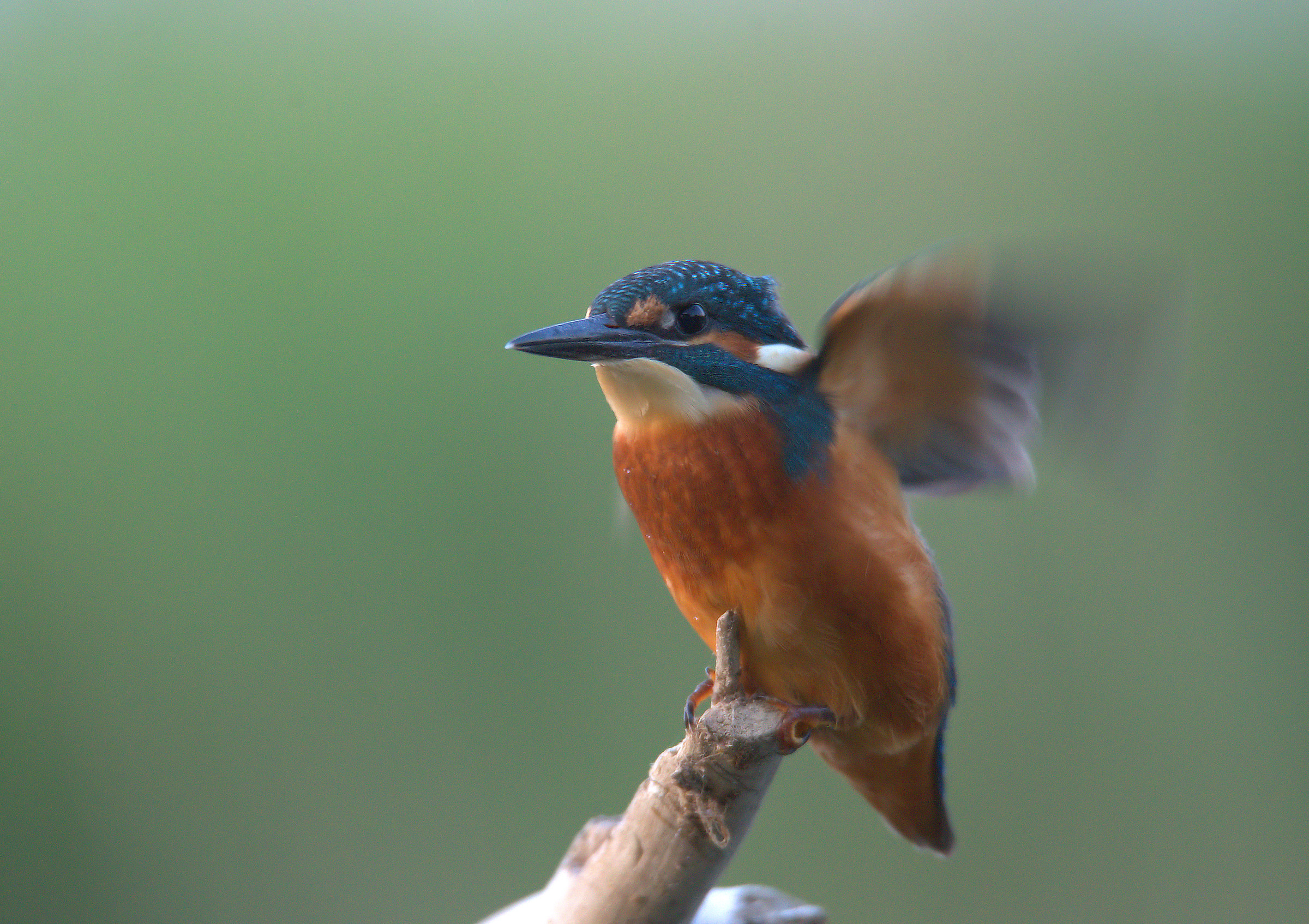 Kingfisher