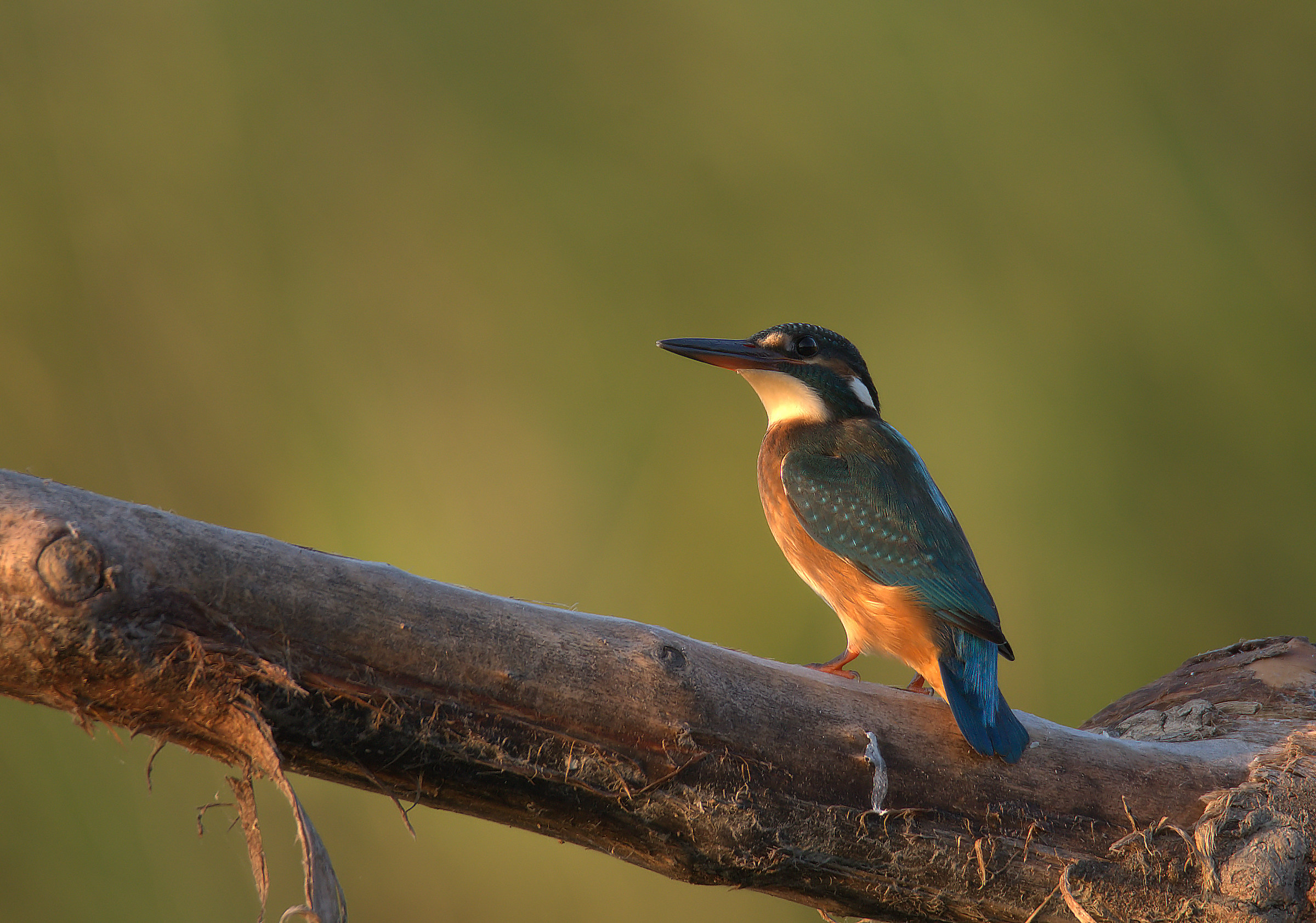 Kingfisher