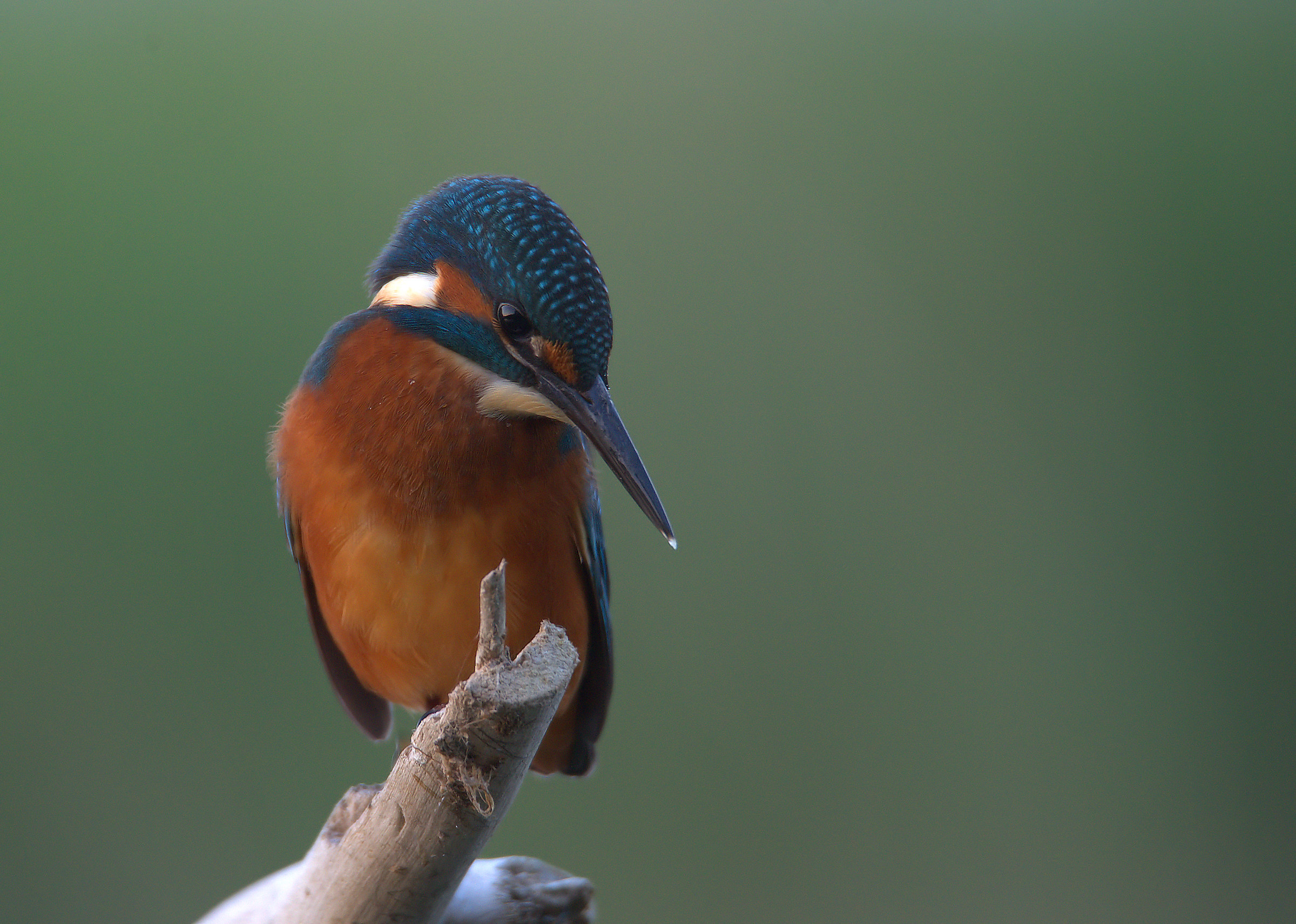 Kingfisher