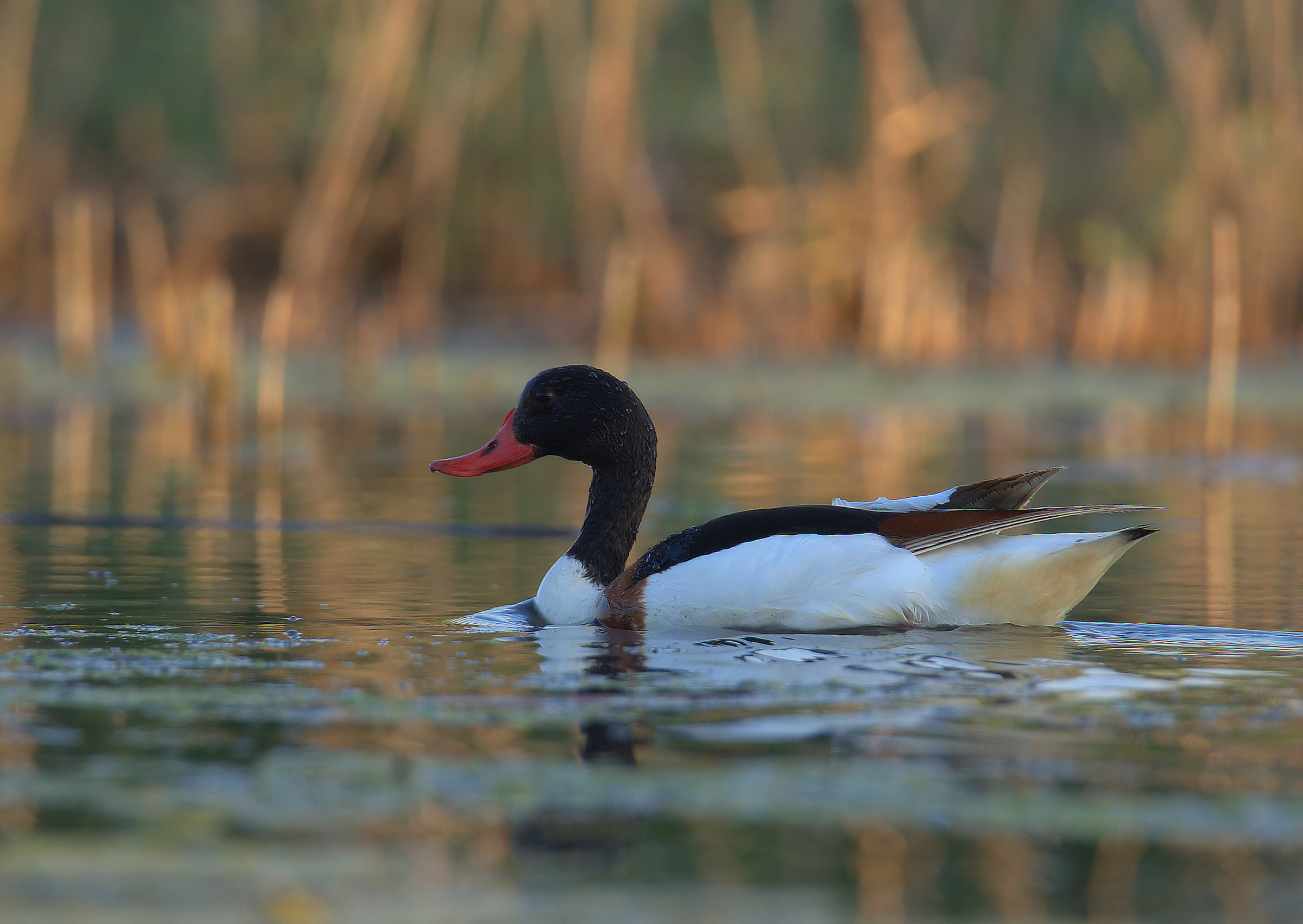 Common Shelduck