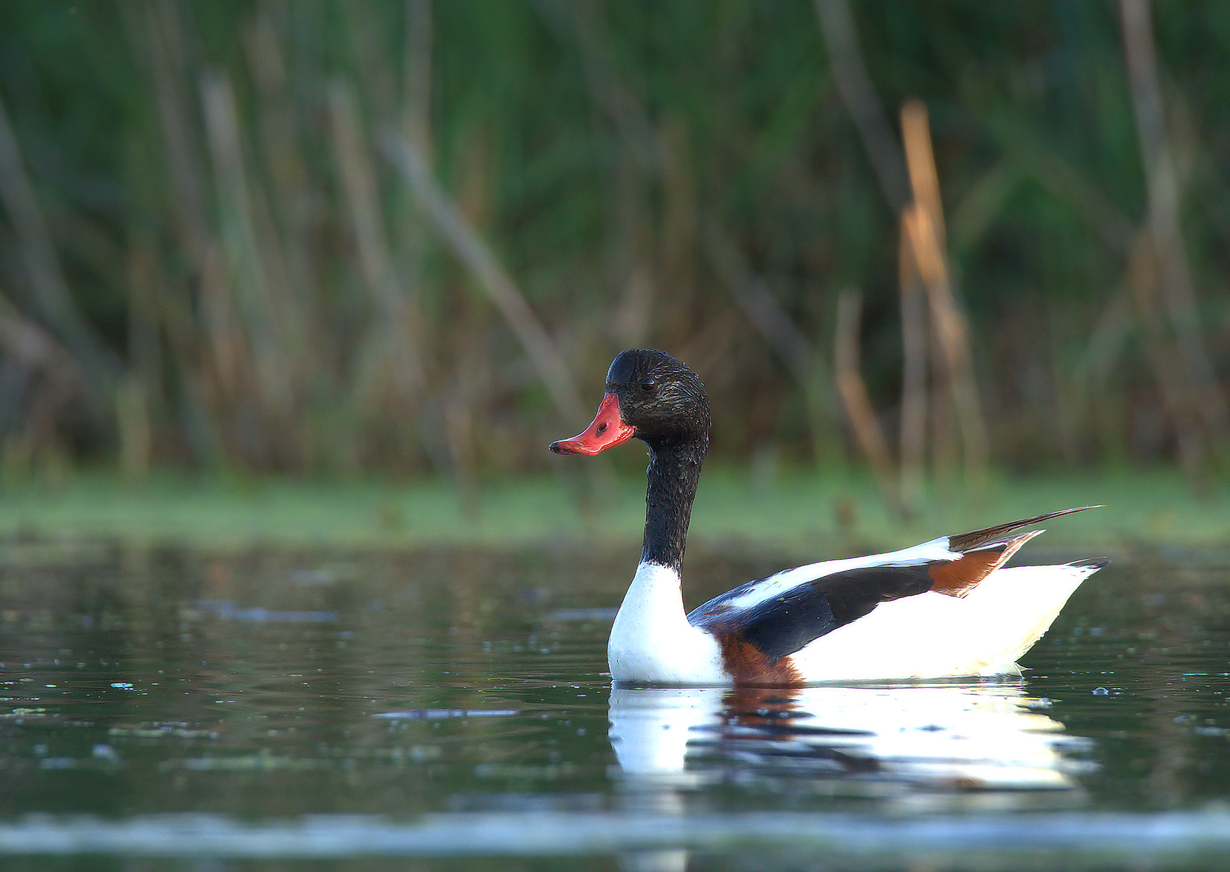 Common Shelduck