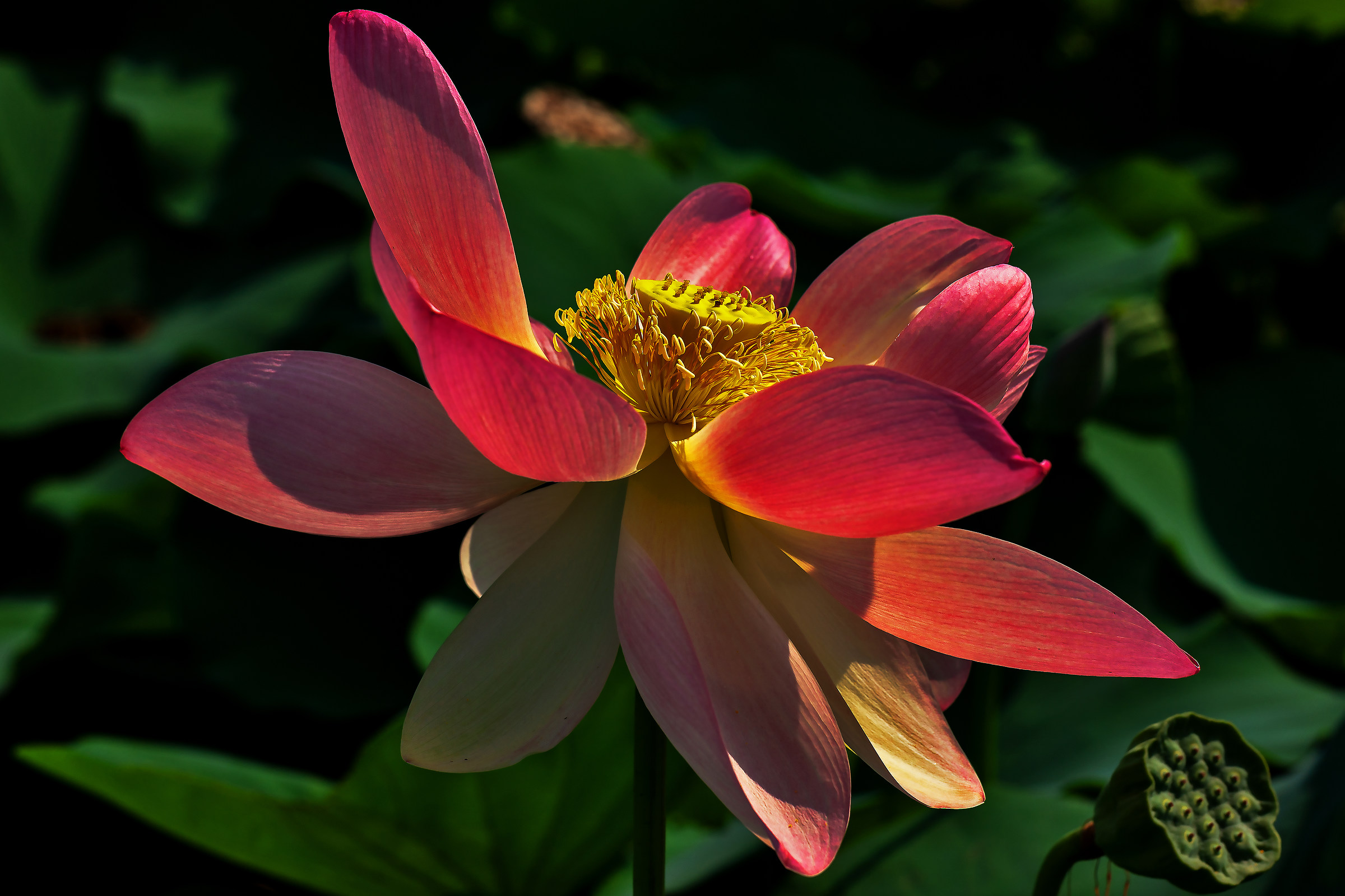 Lotus Flower