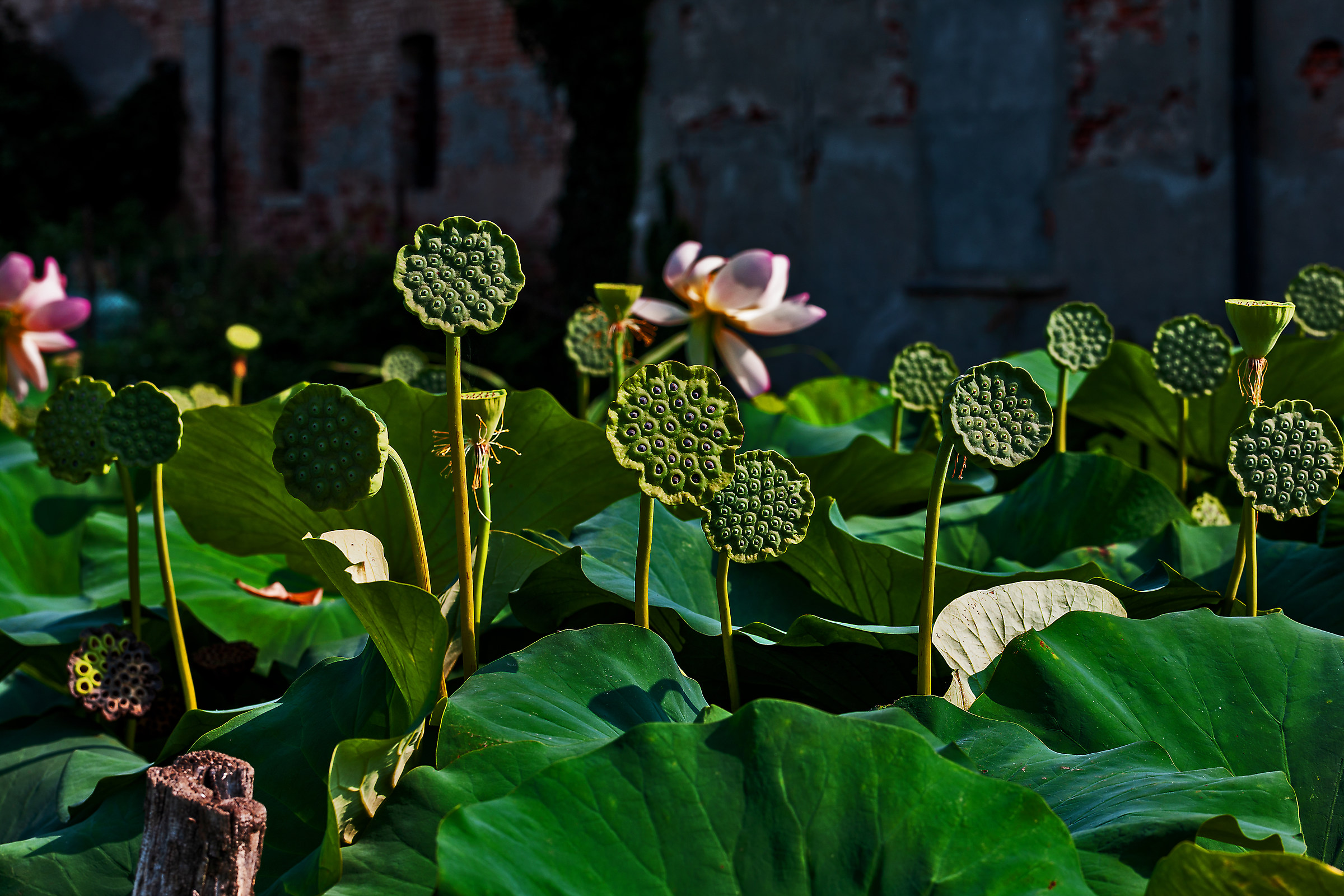 They were lotus flower