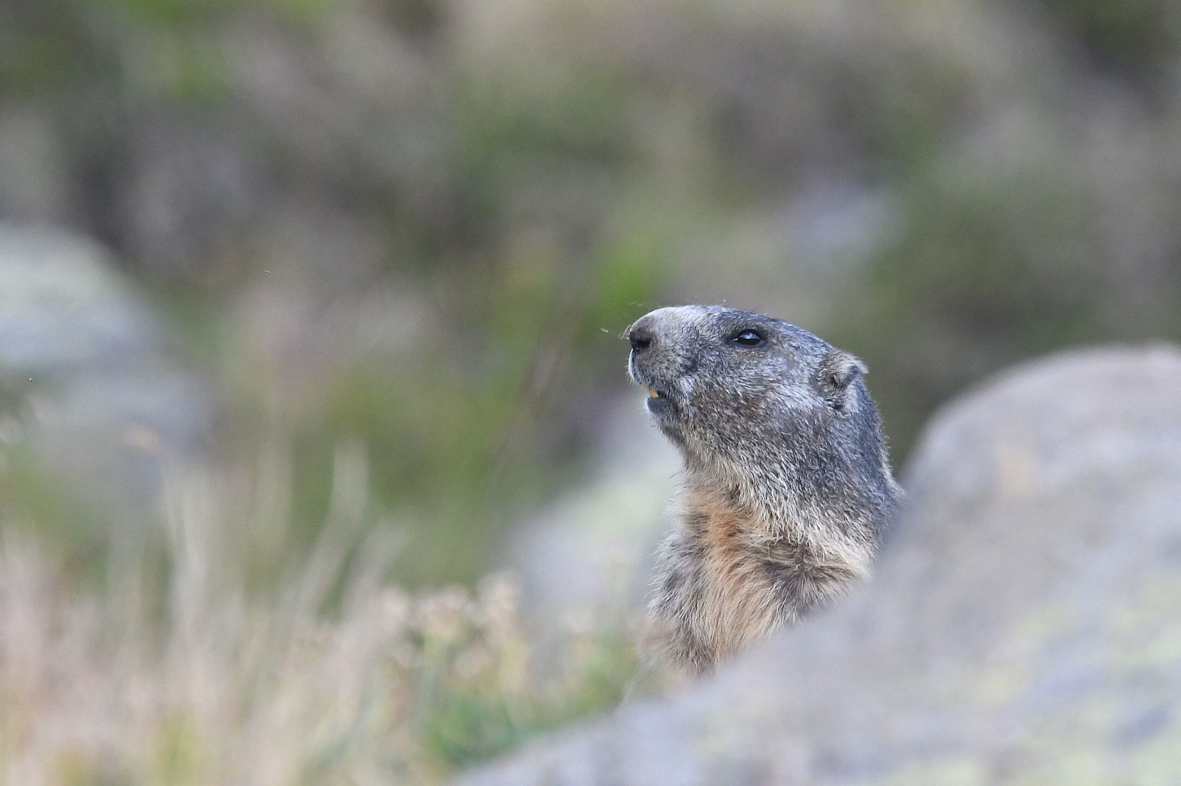 marmotta