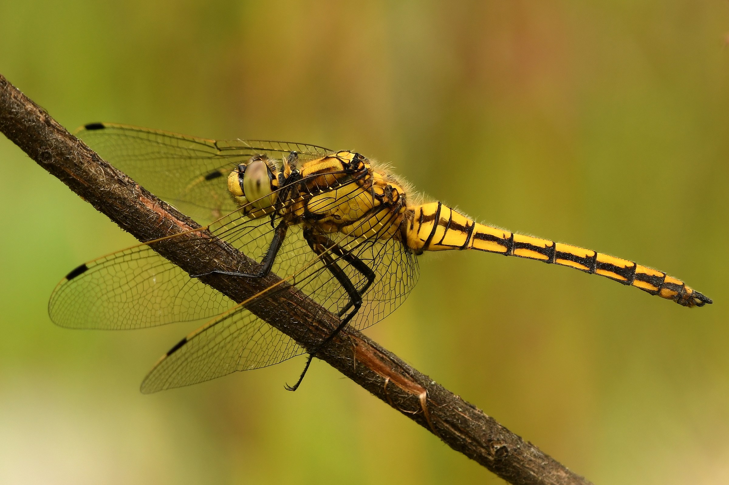 Orthetrum cancellatum ( femmina )