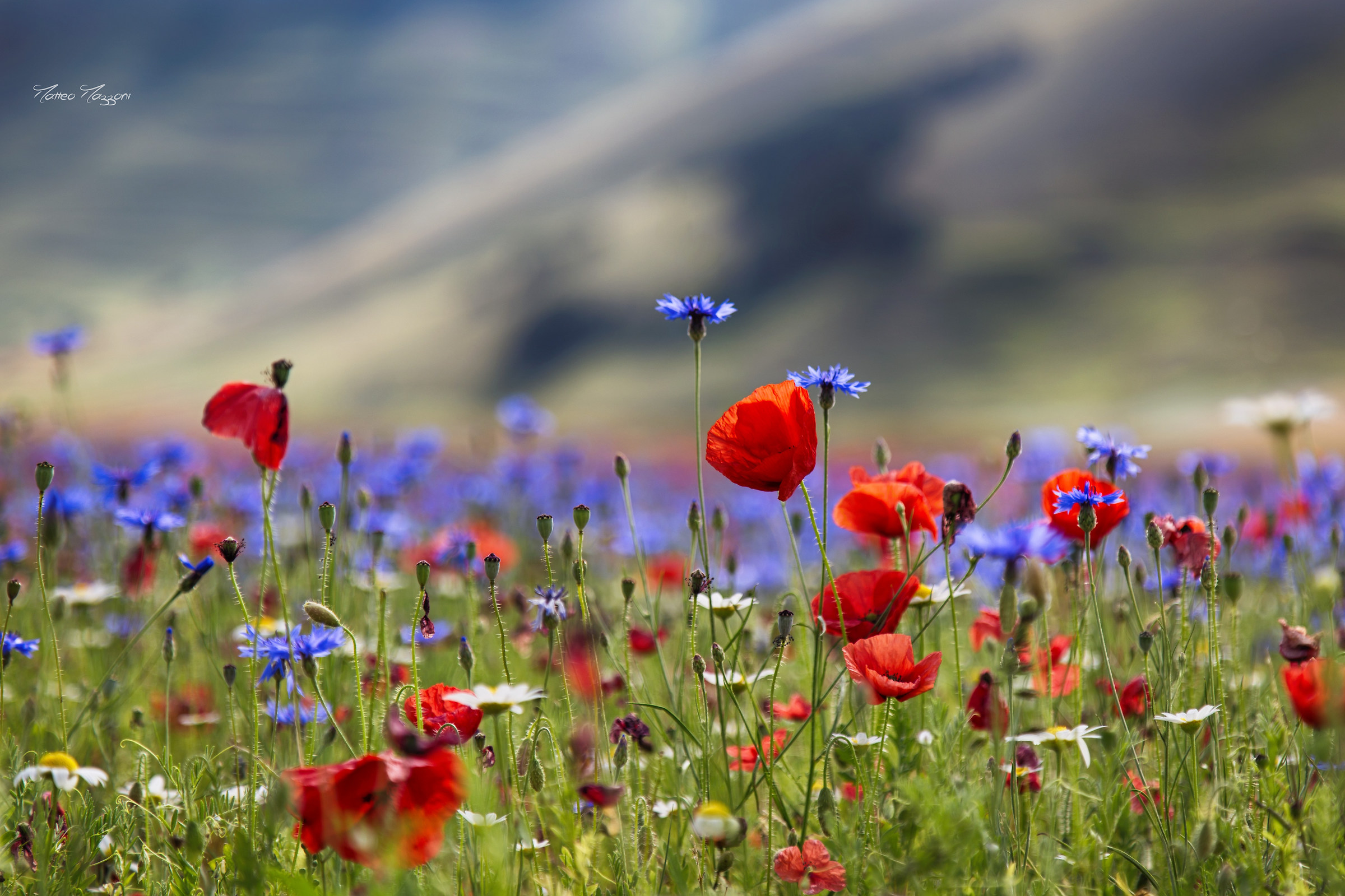 l'Italia di Castelluccio