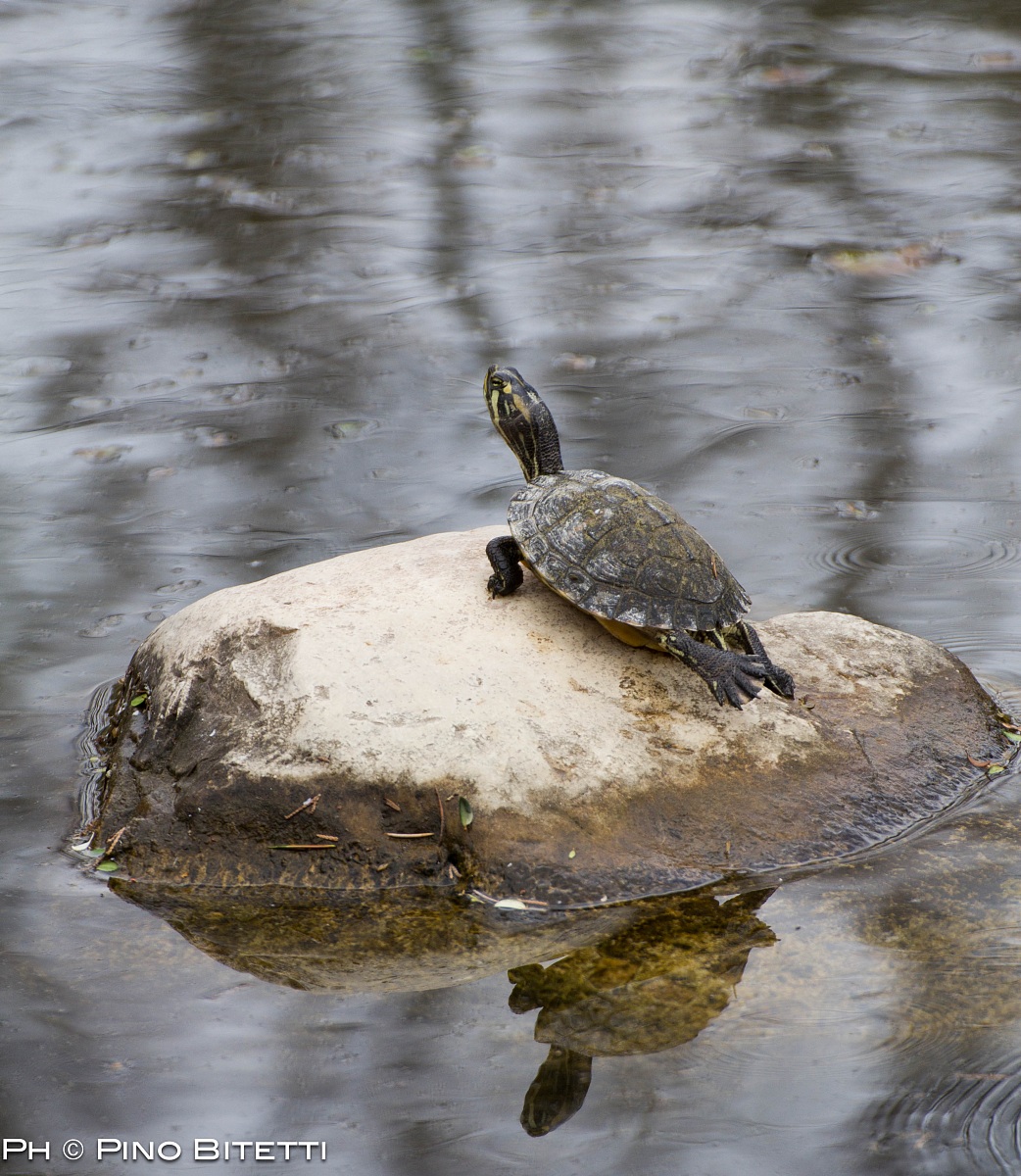 Turtle Reflected