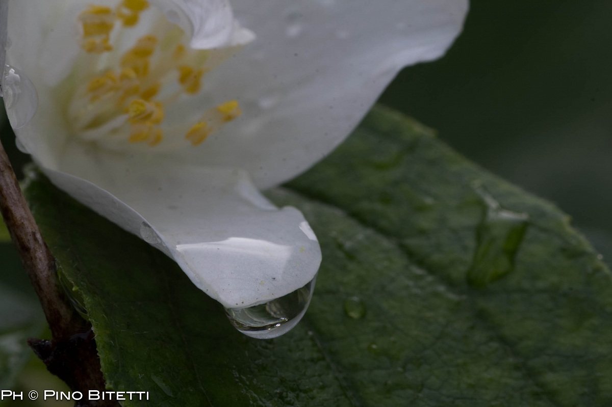 Drop and Flower