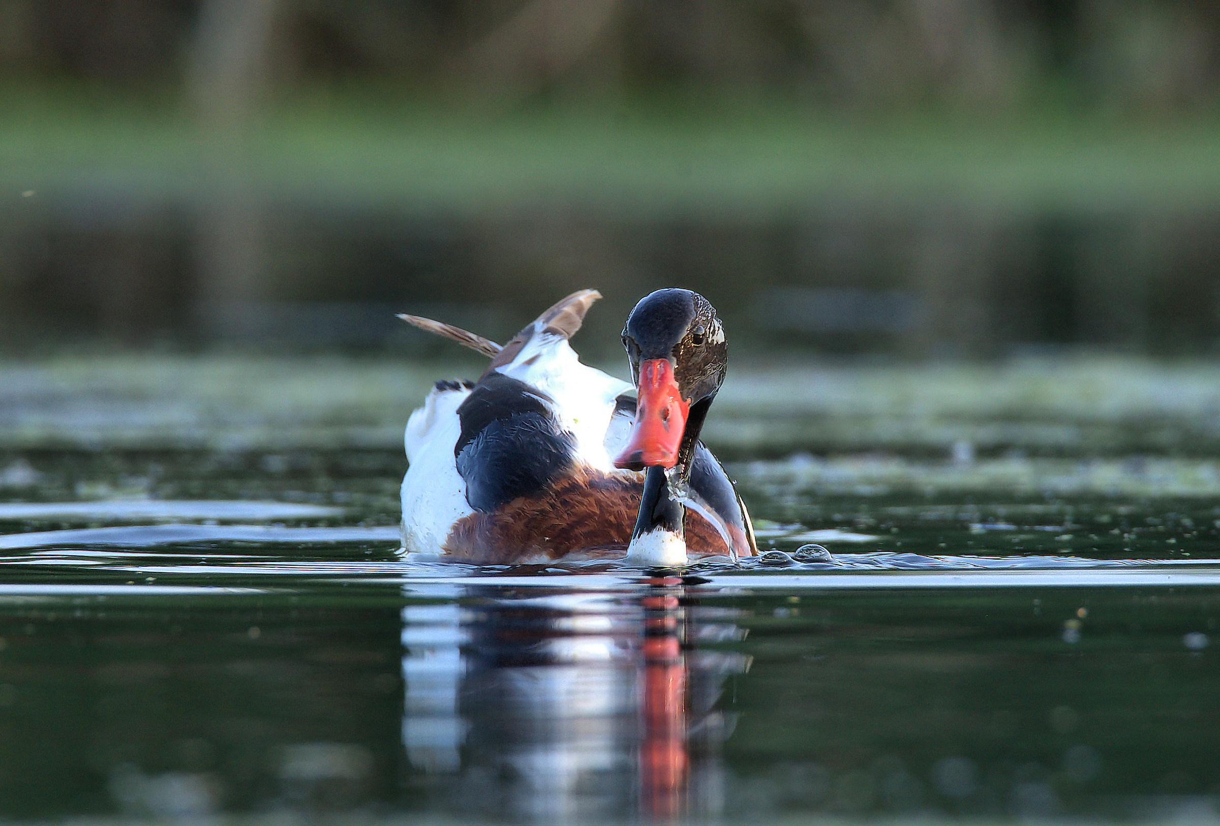 Common Shelduck