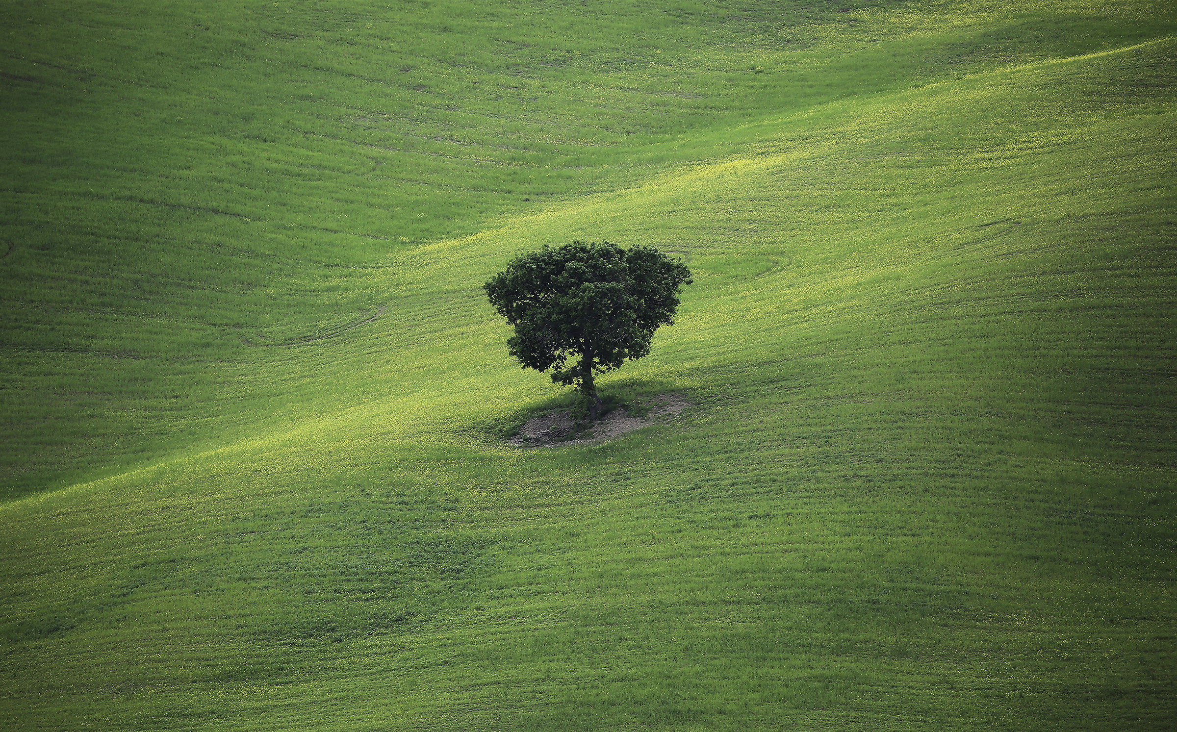 The Guardian of the field
