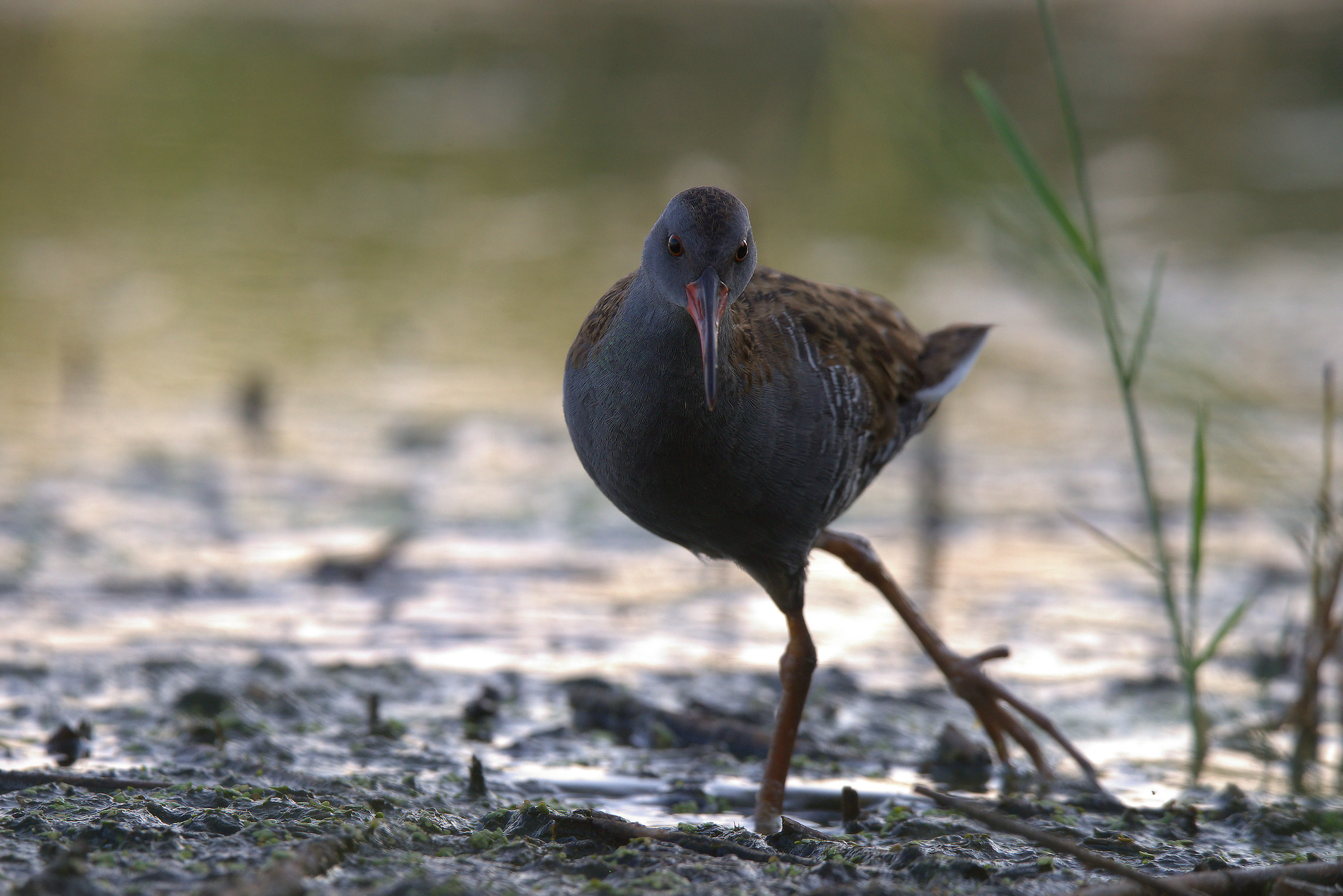 Water Rail