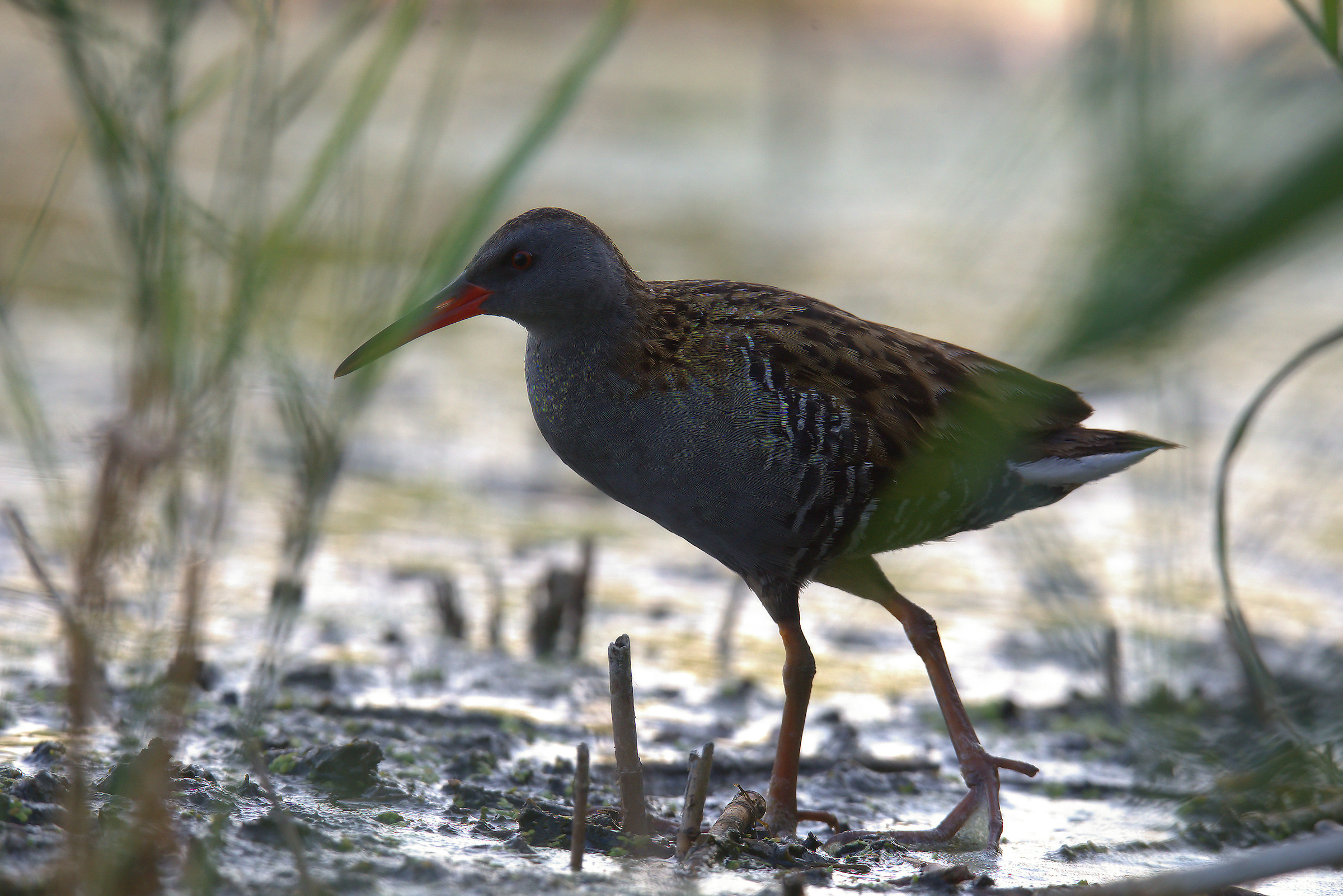 Water Rail