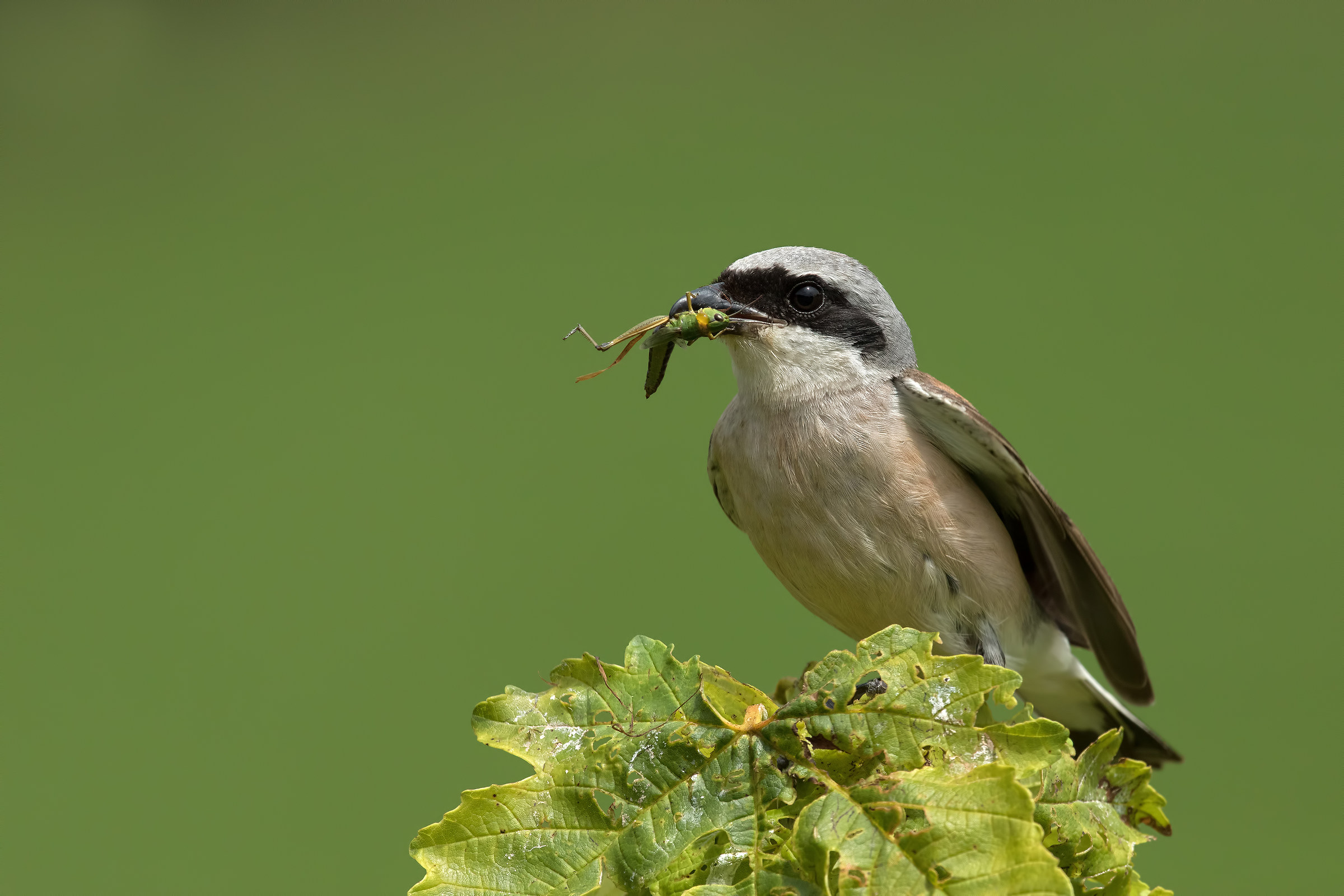 Averla piccola maschio
