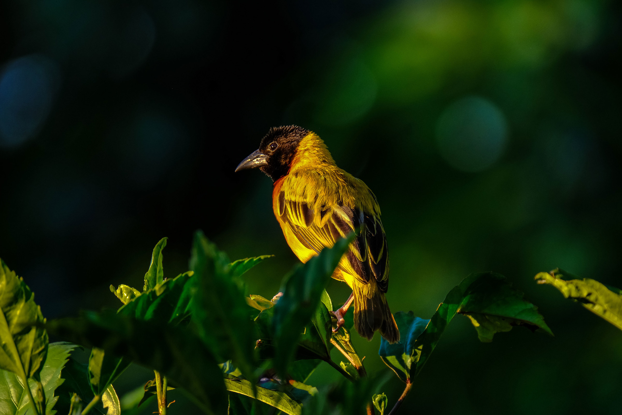 Yellow Bird