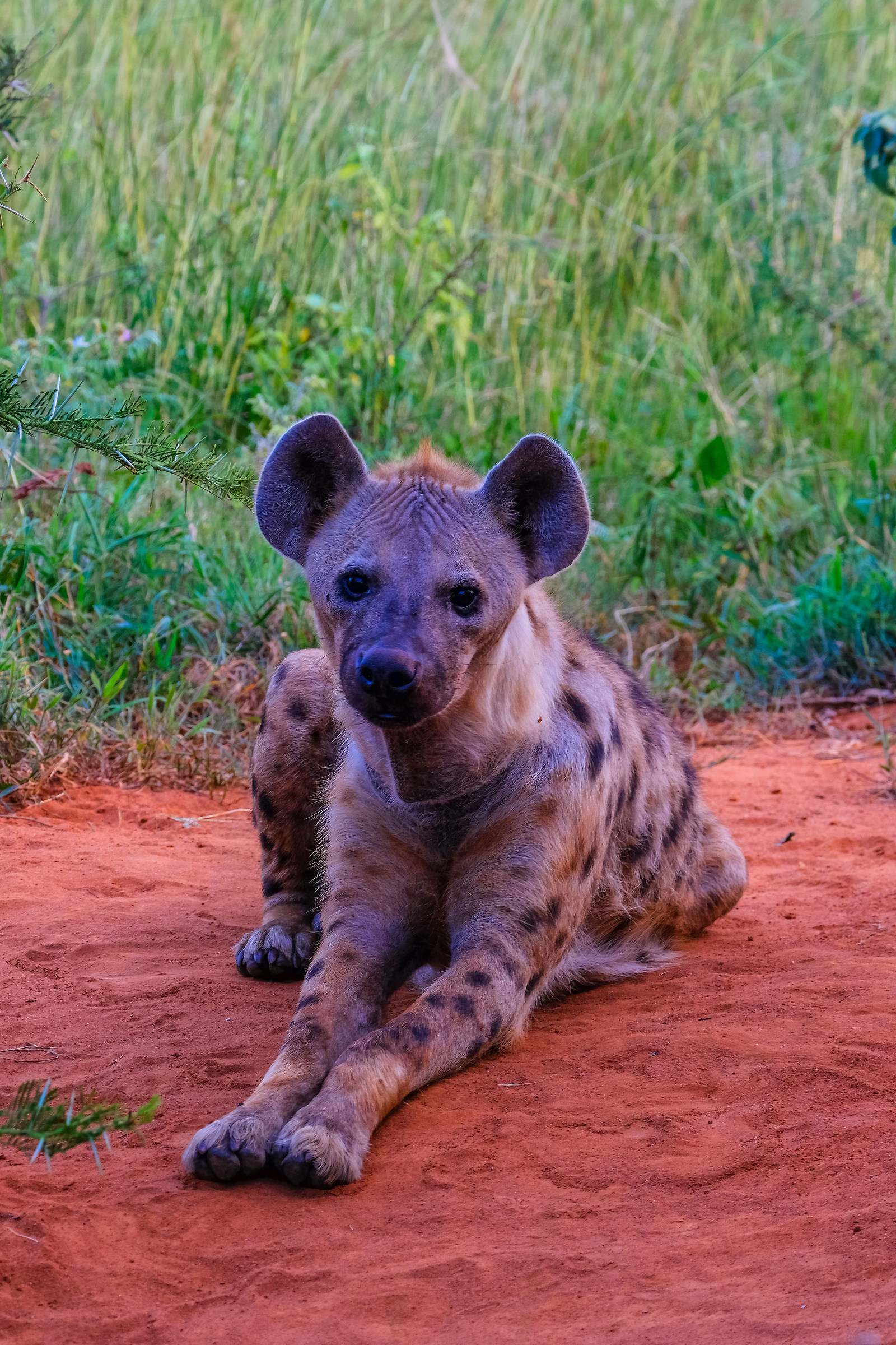 Hyena
