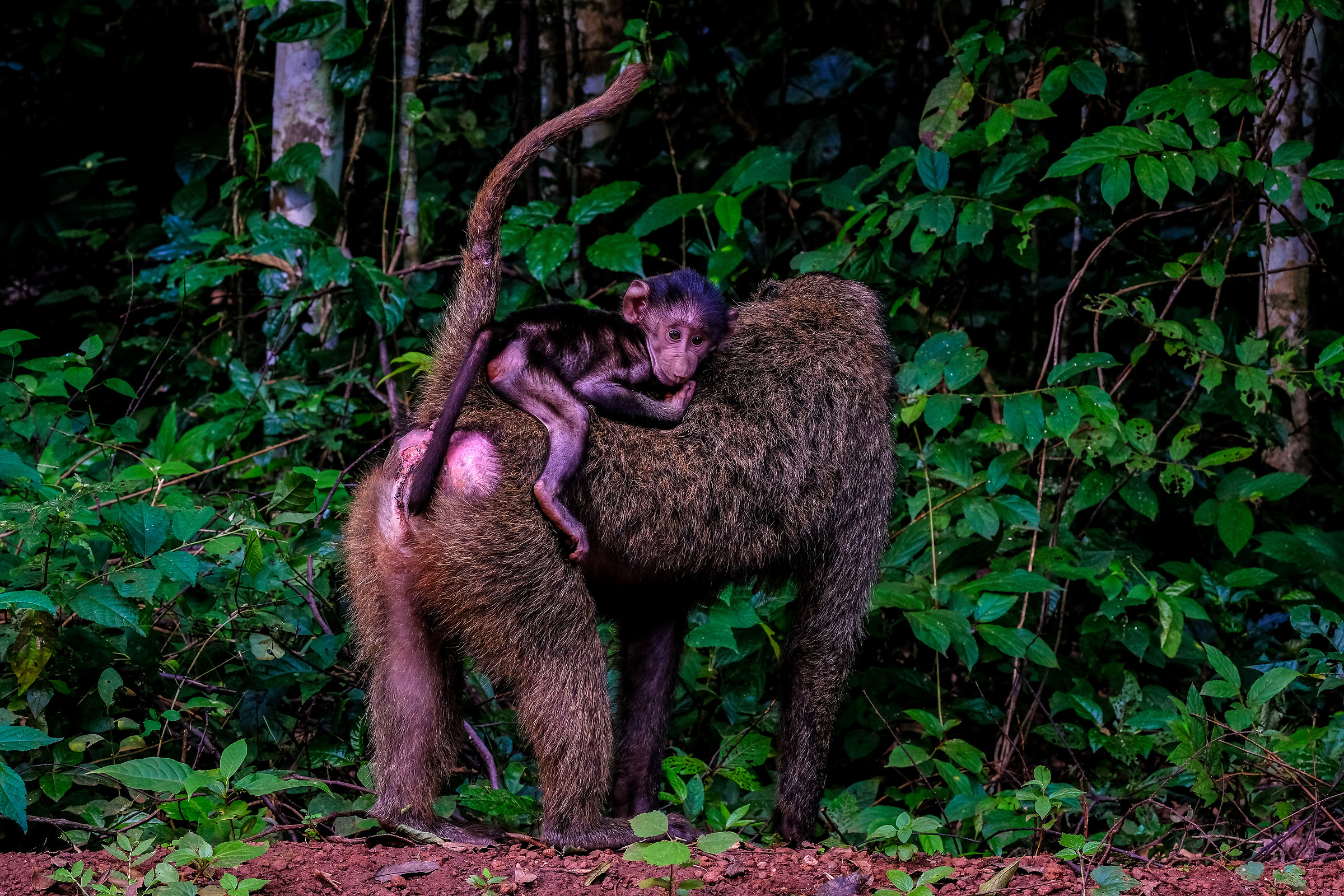 Baboons