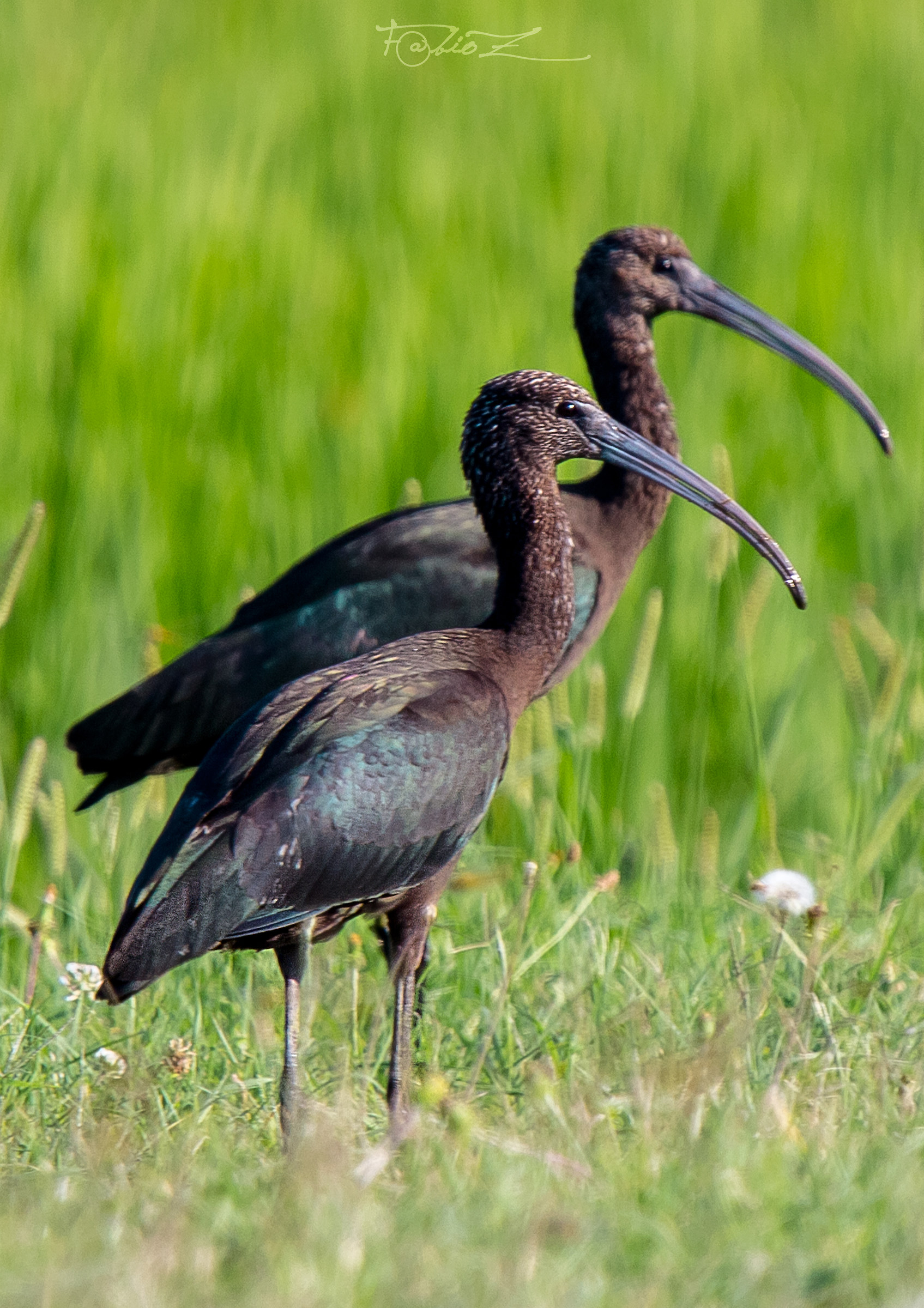 Both on the wheel of the IBIS Mignattaio