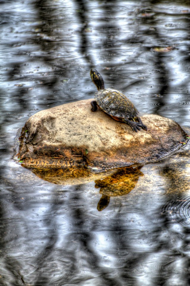 Turtle Reflected