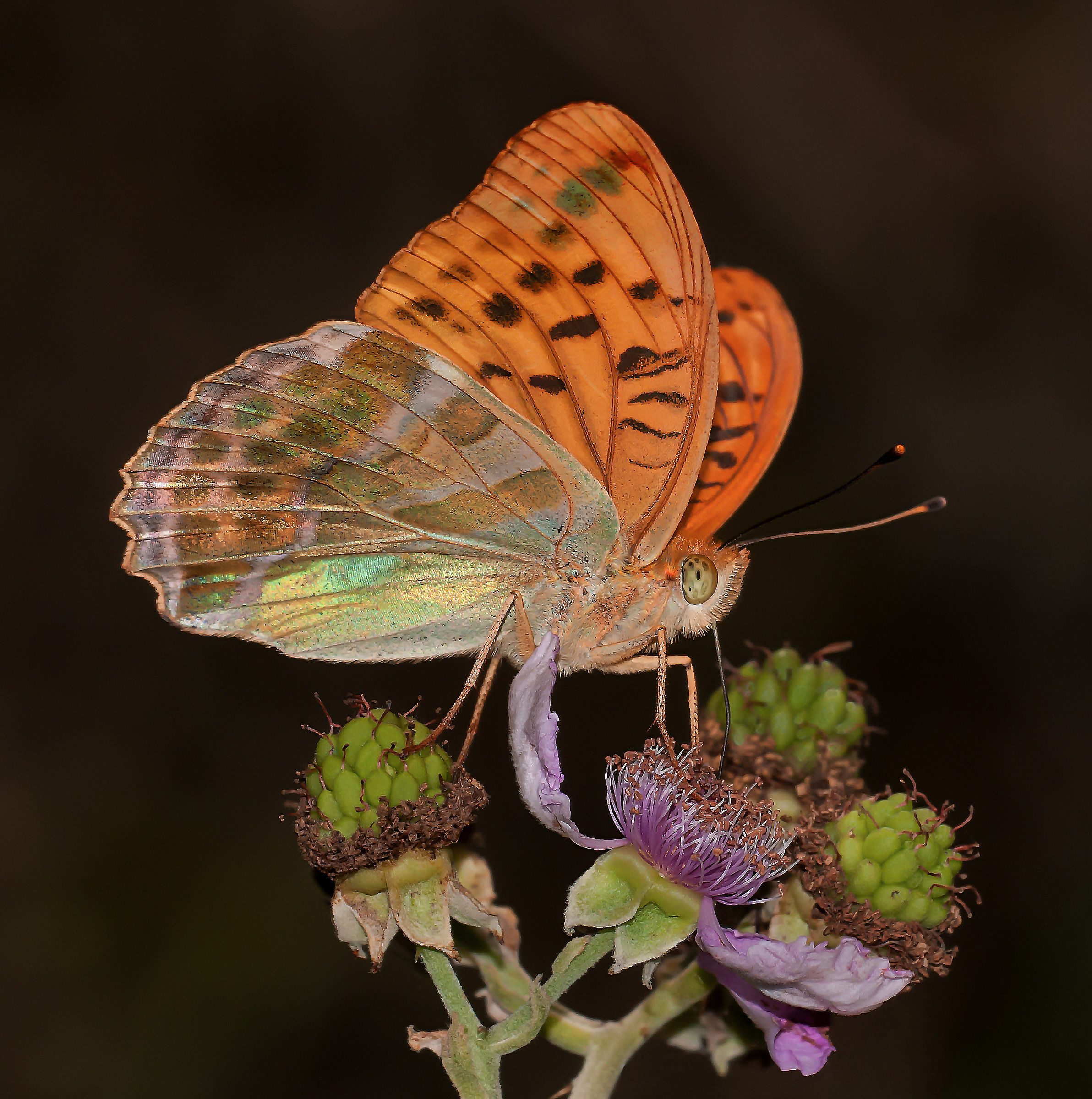 Argynnis Paphia