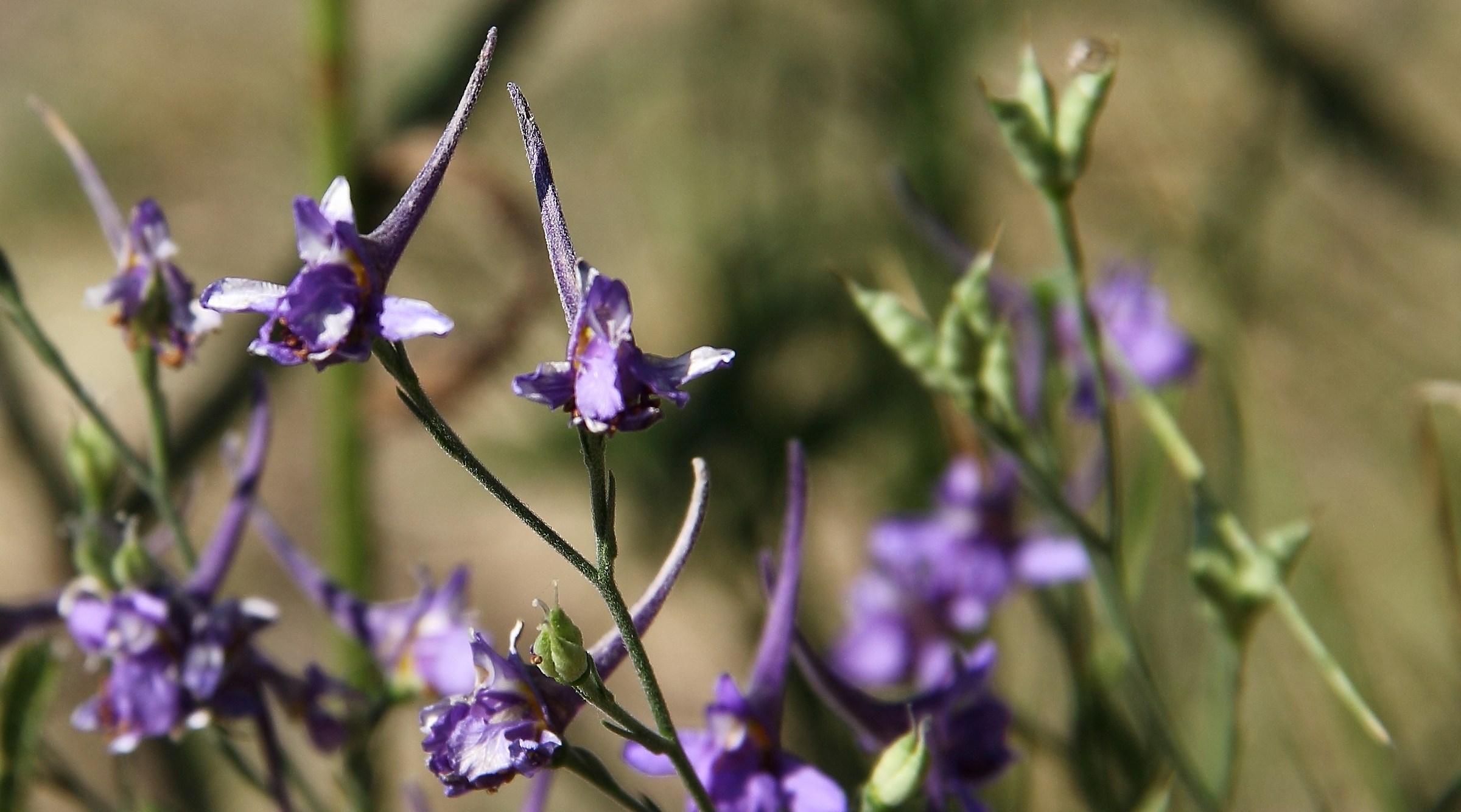 Tropical fish (details of a micro world)