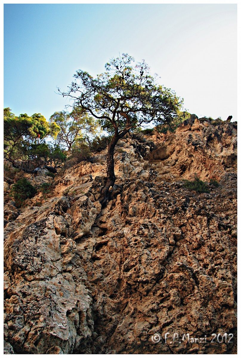 Vieste, albero su roccia
