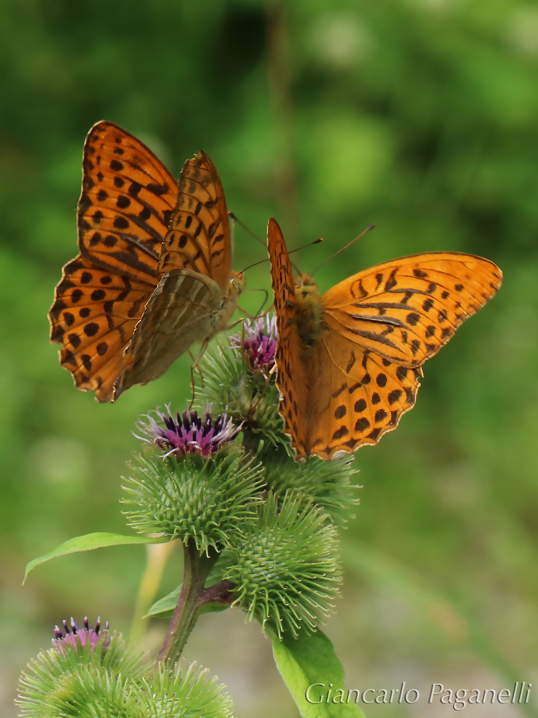 Argynnis Paphia