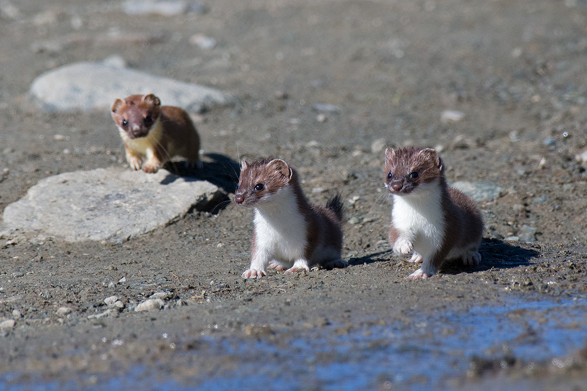 "Young and an adult (ermine)