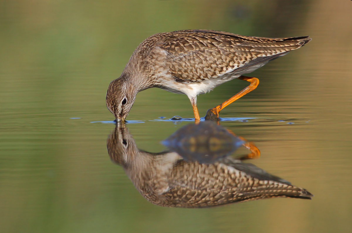 Redshank