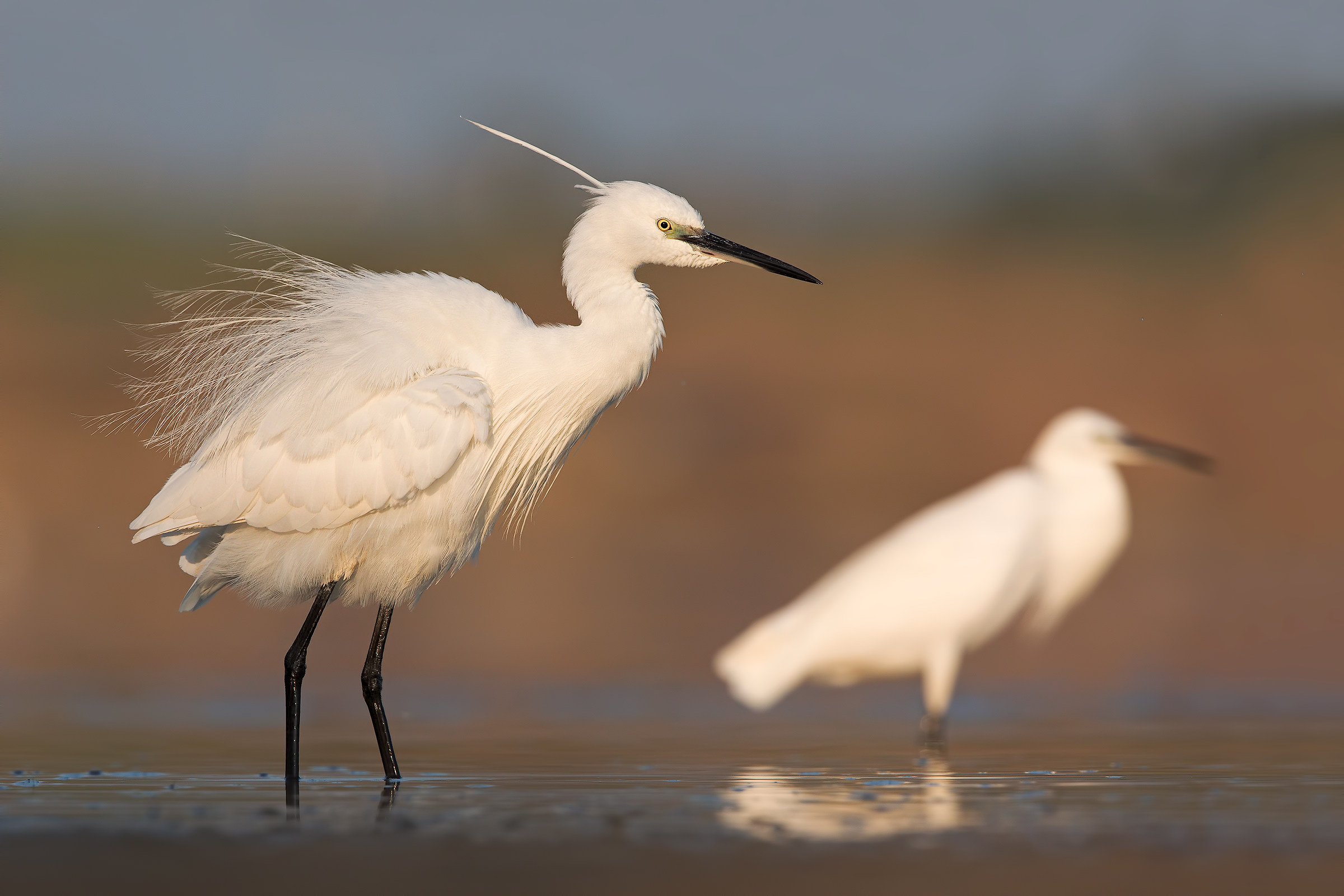 Egrets