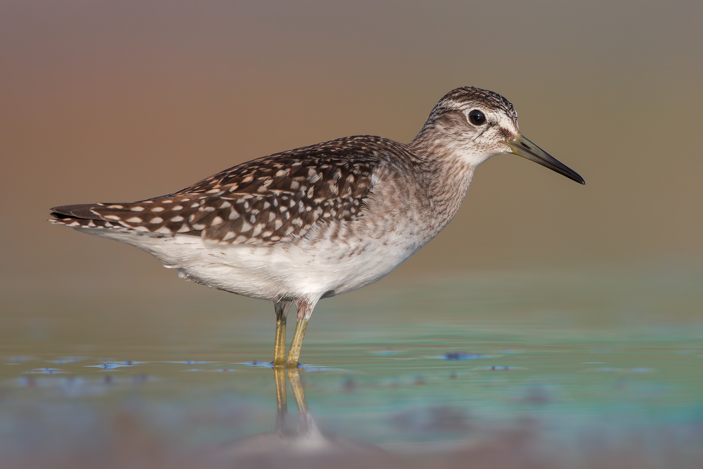 Pyro Pyro Boschereccio