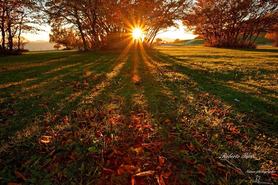 autumnal light blades