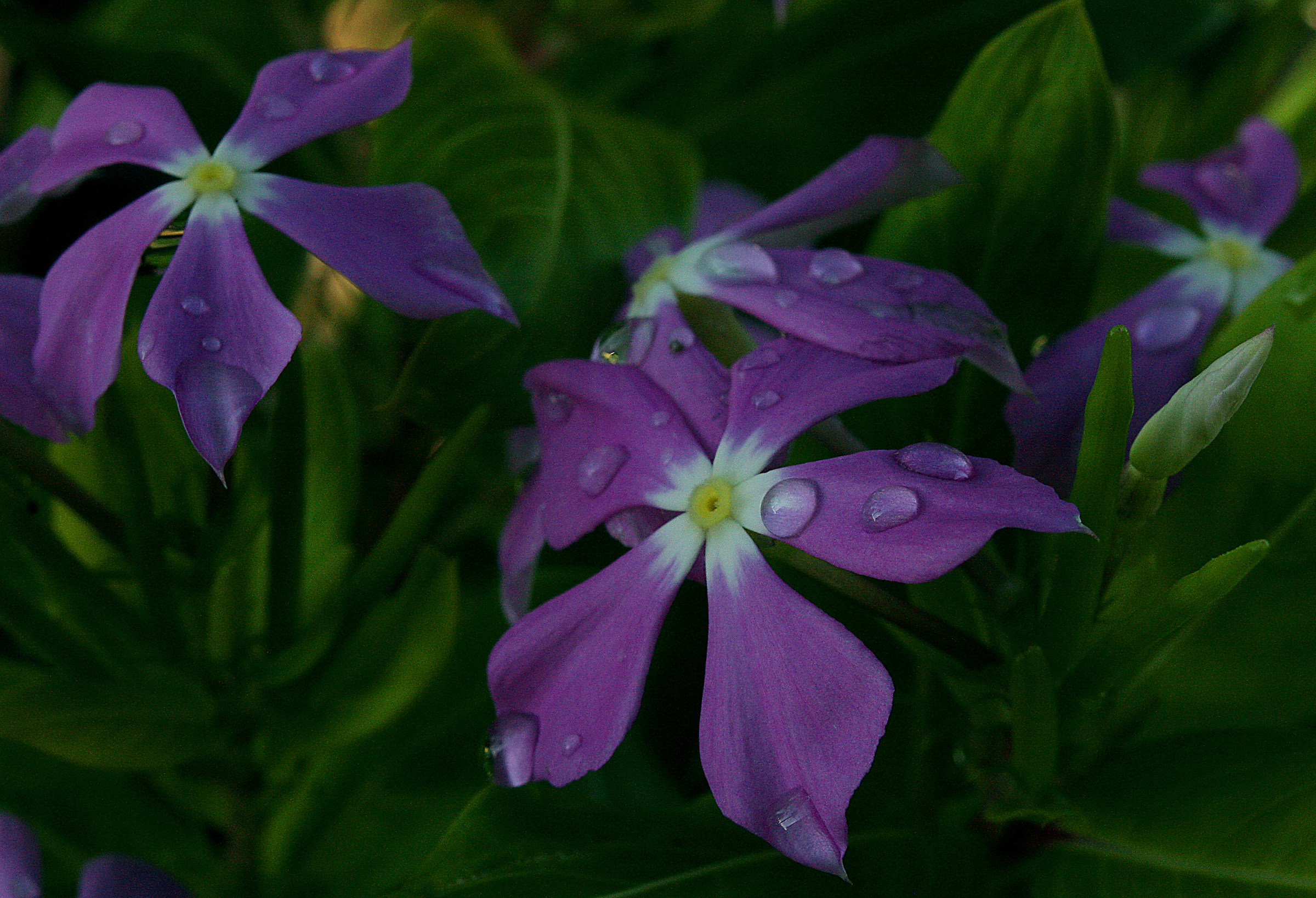 Pervinca