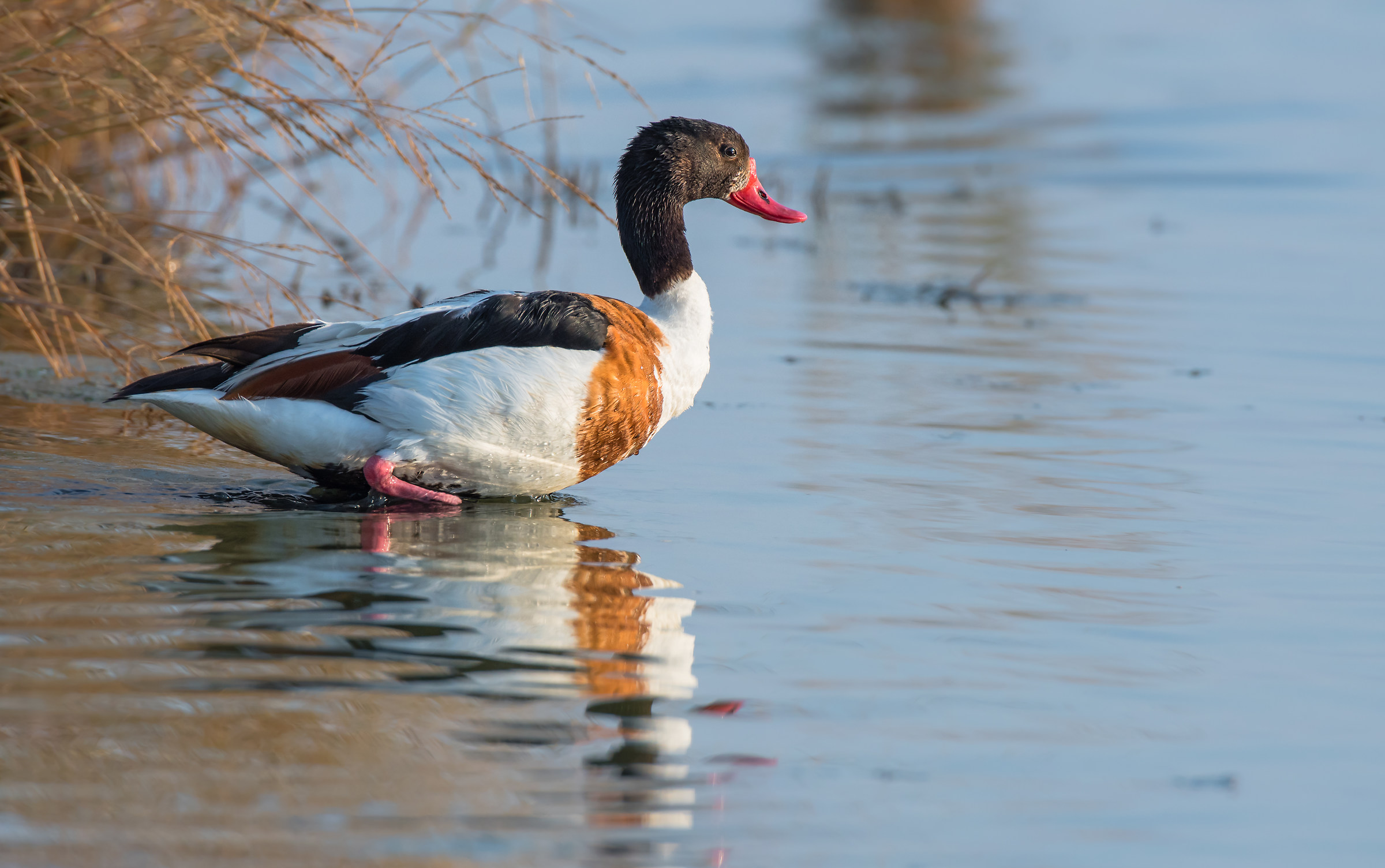 Riflessi di Volpoca - Comacchio