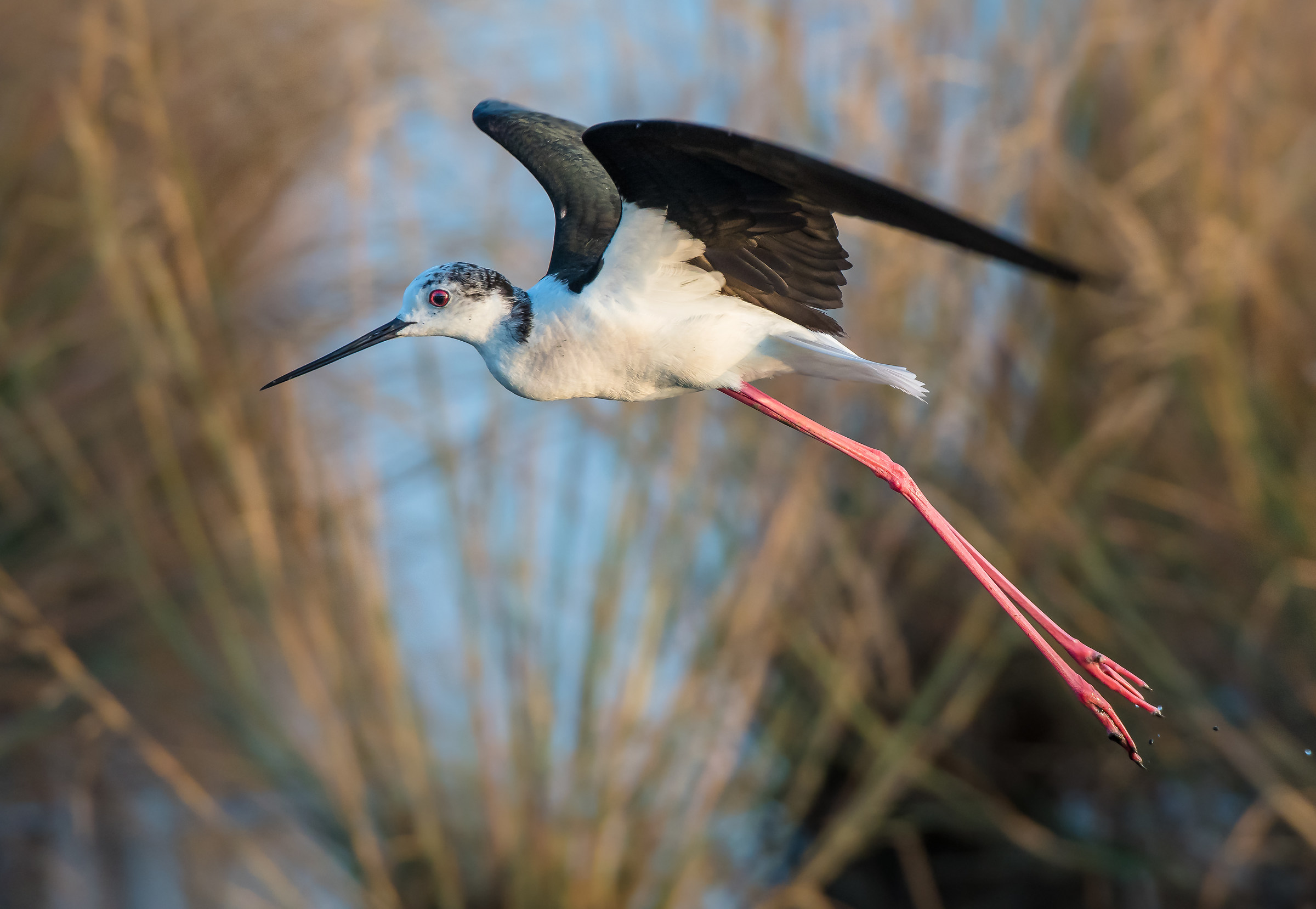 The knight on the salt pans