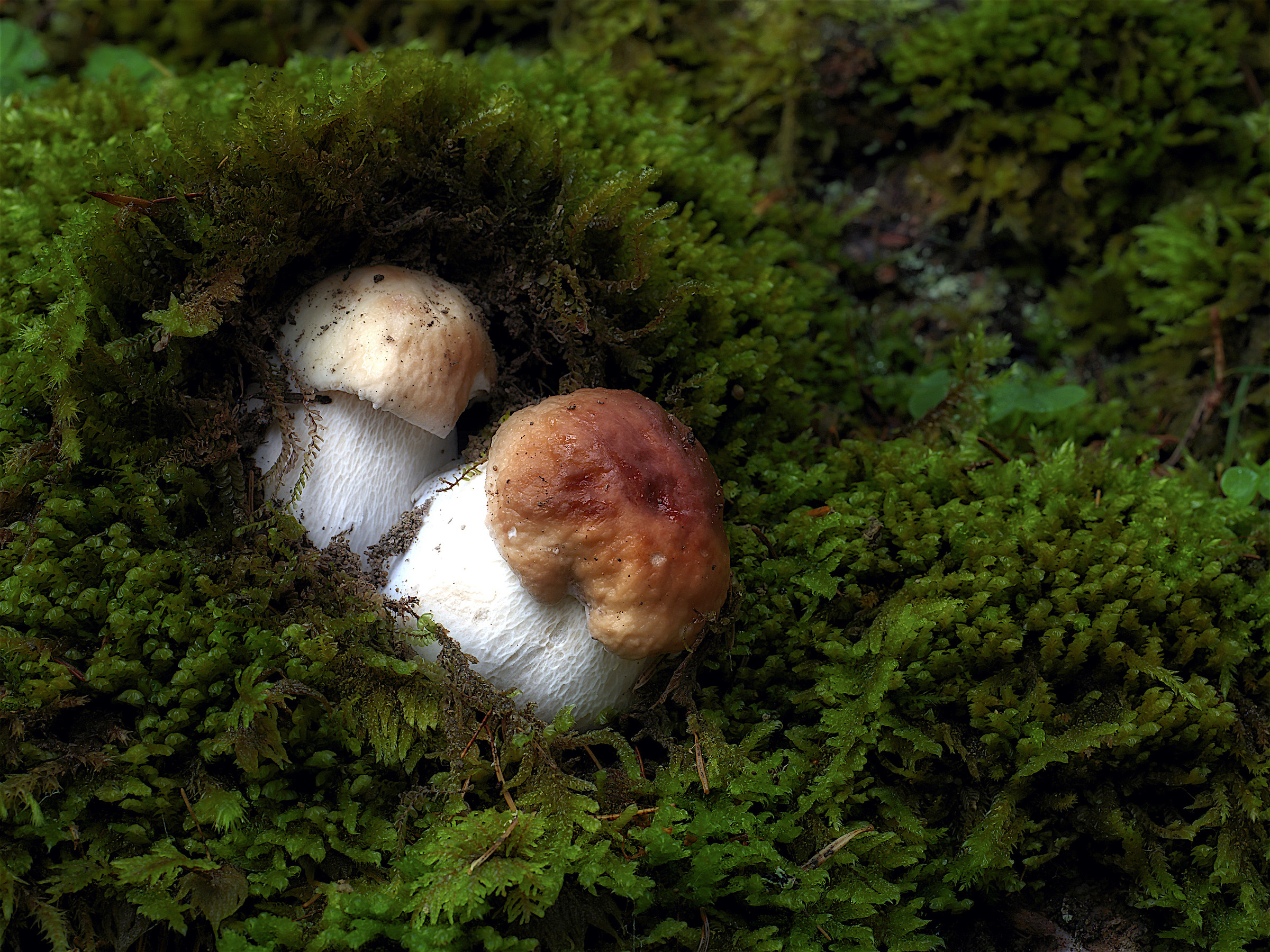 Siamo nati da poco " questa notte"