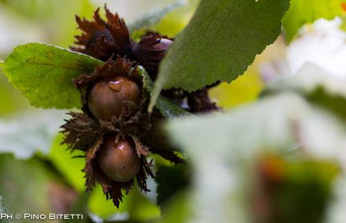 Hazelnuts