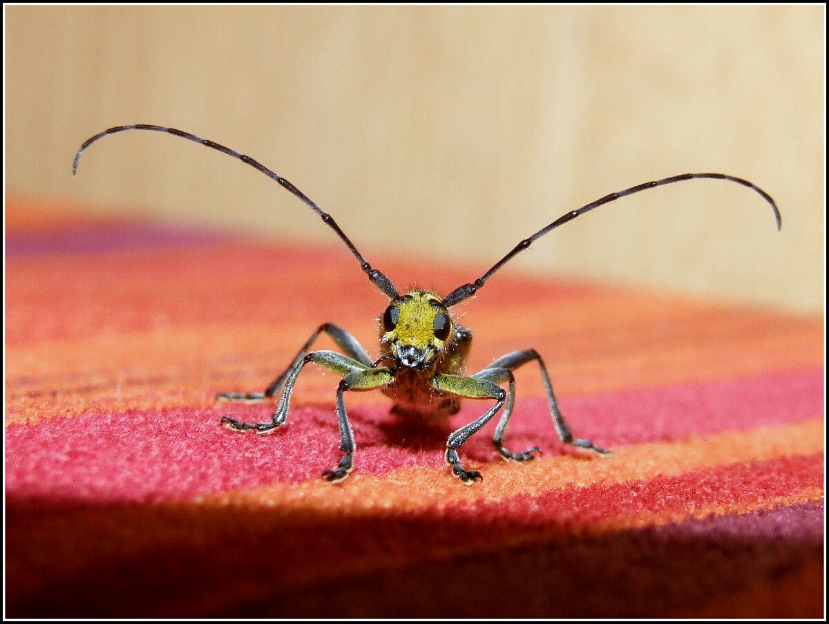 "Saperda scalaris" male ?