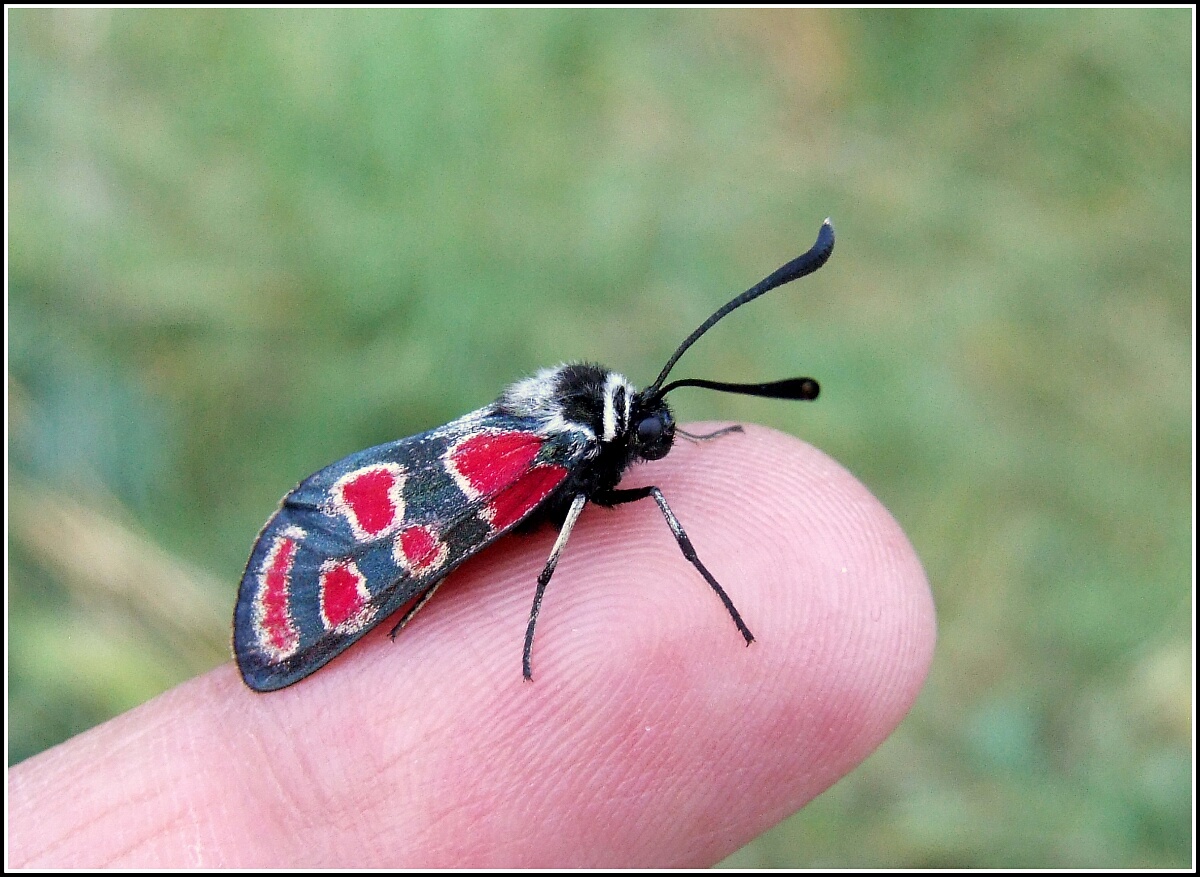 "Zygaena Carniolica"