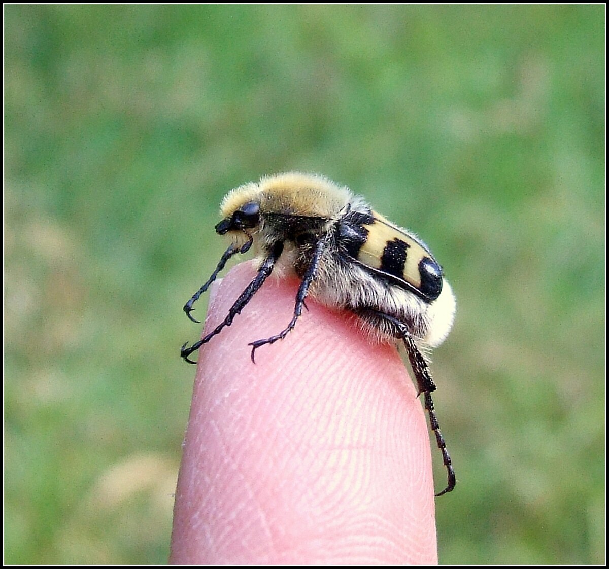 "Trichius fasciatus"
