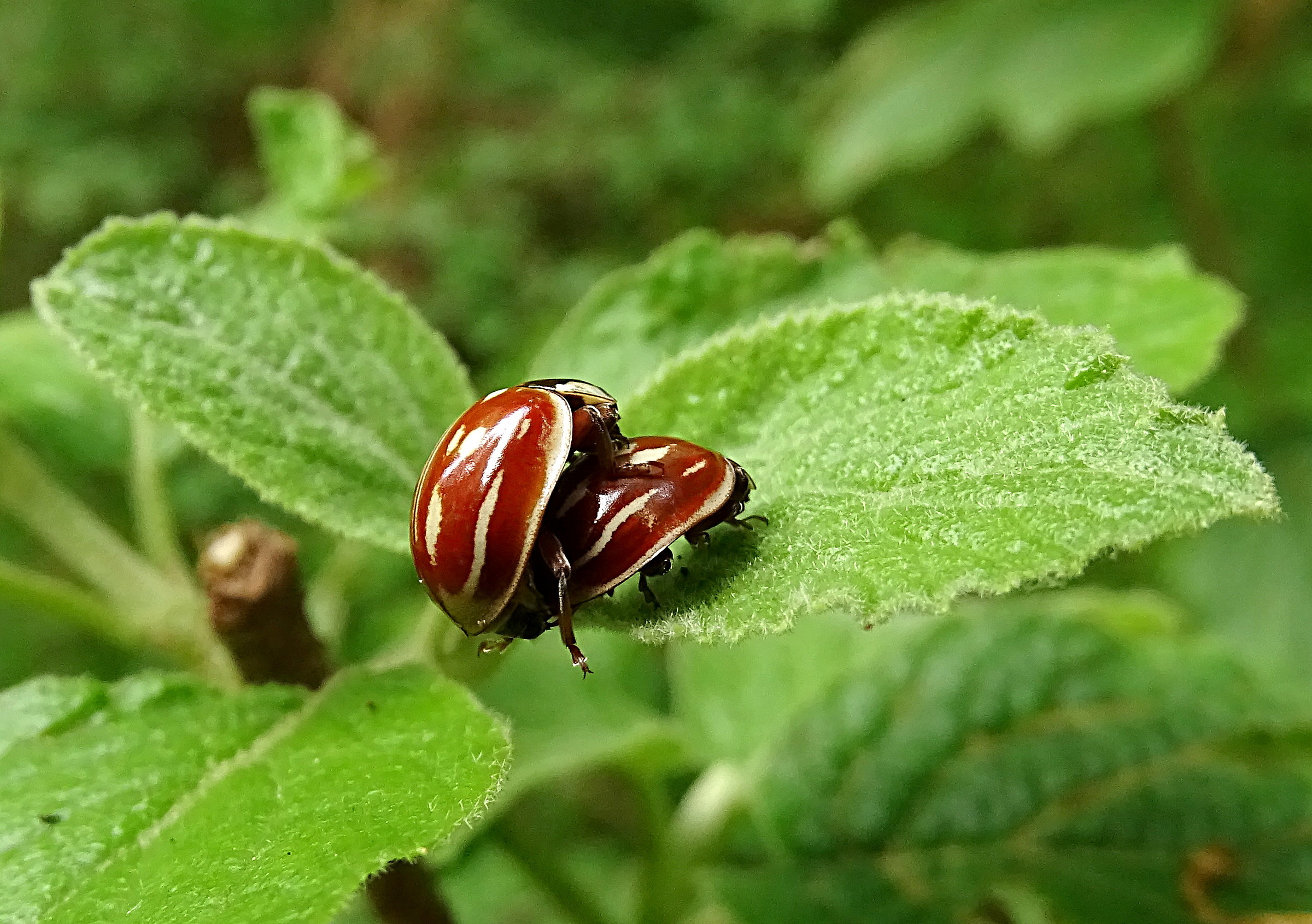 Il risveglio dei sensi