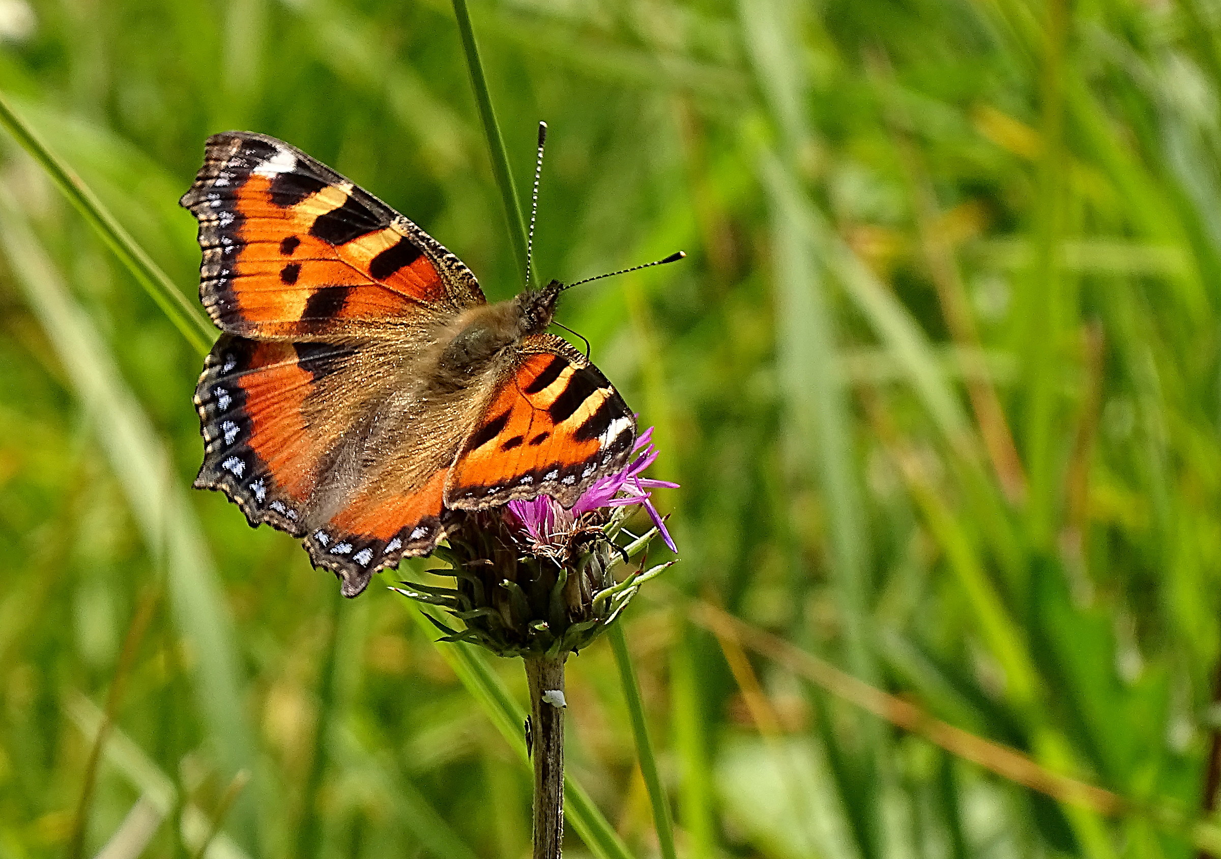 Vanessa Cardui... on Thistle