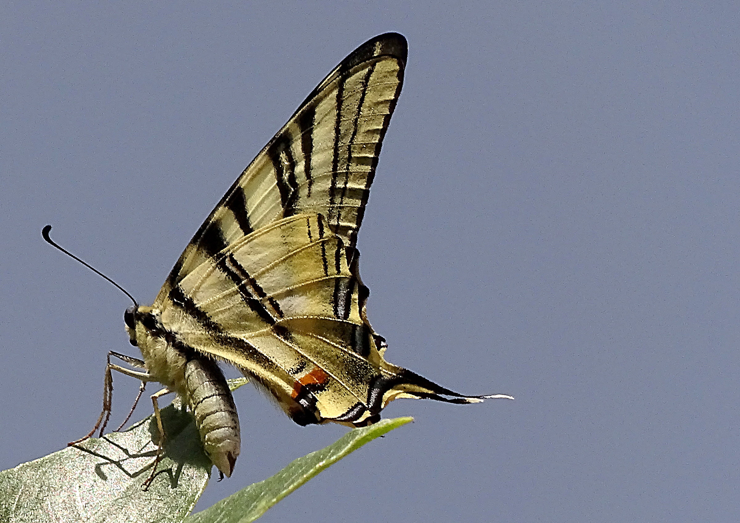 Podalirio on Oleander