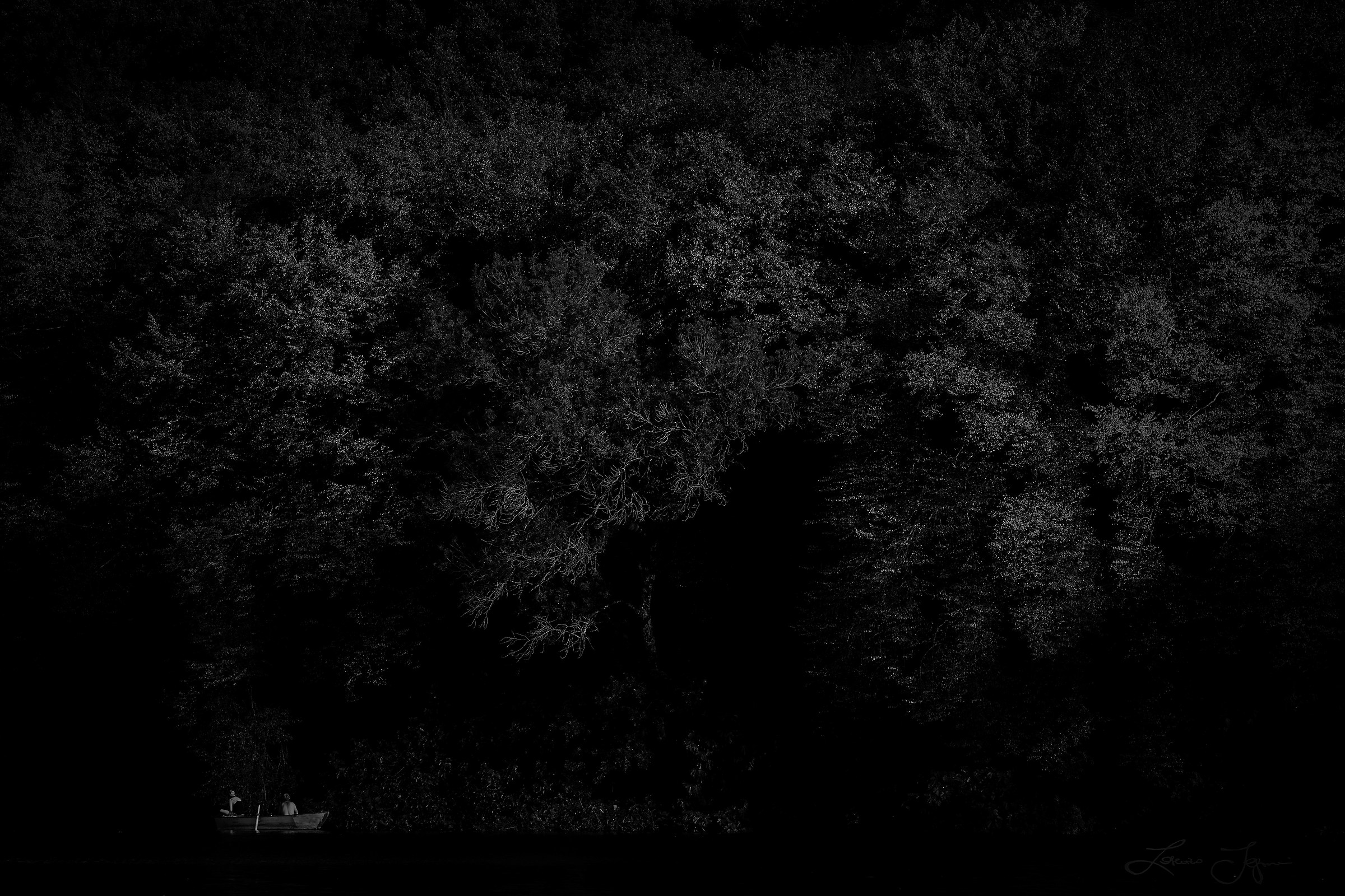 Wandering  in the woods