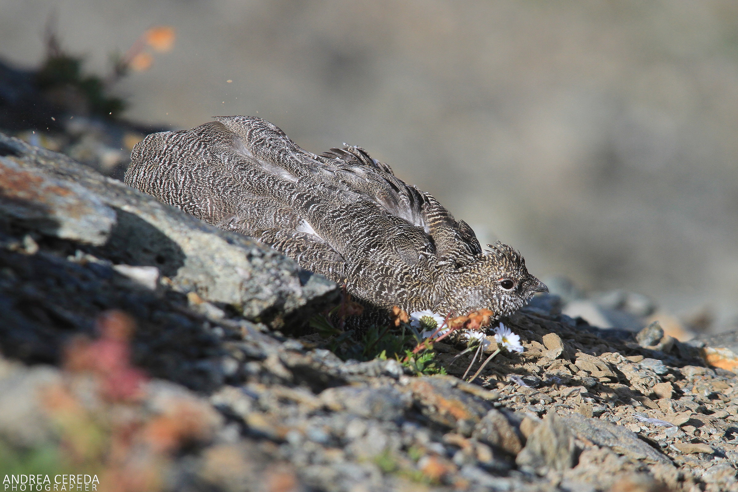 Lagopus muta ssp helvetica - Pernice bianca